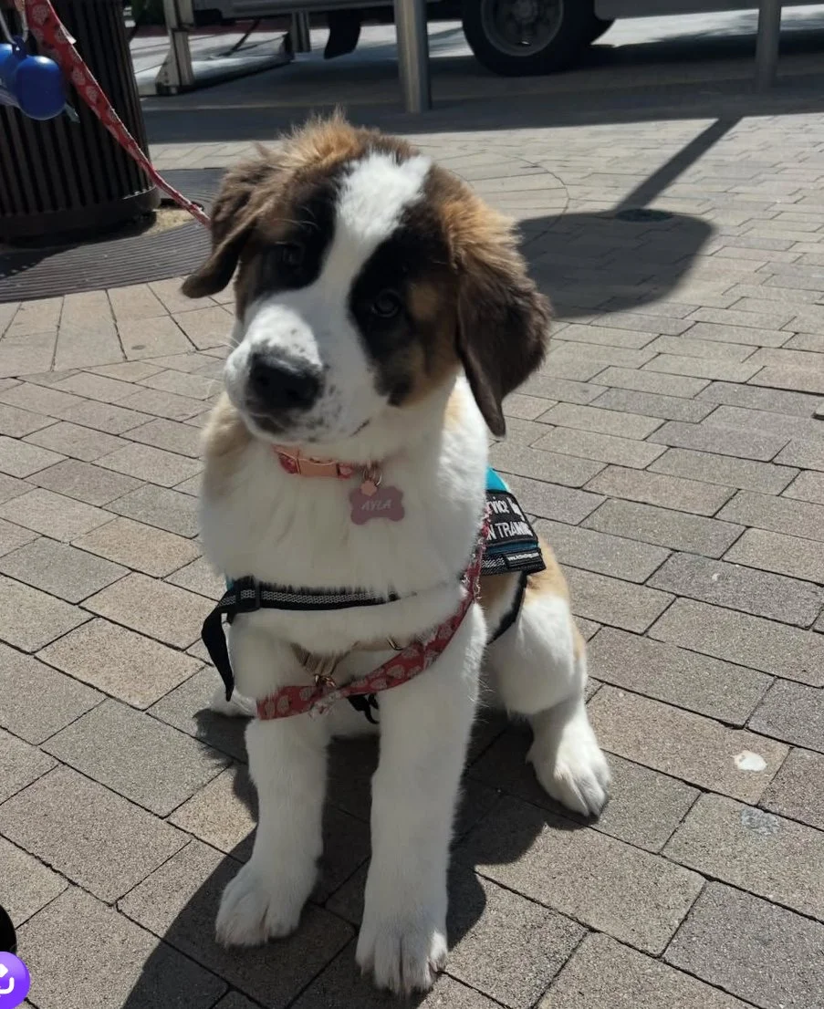 Ayla