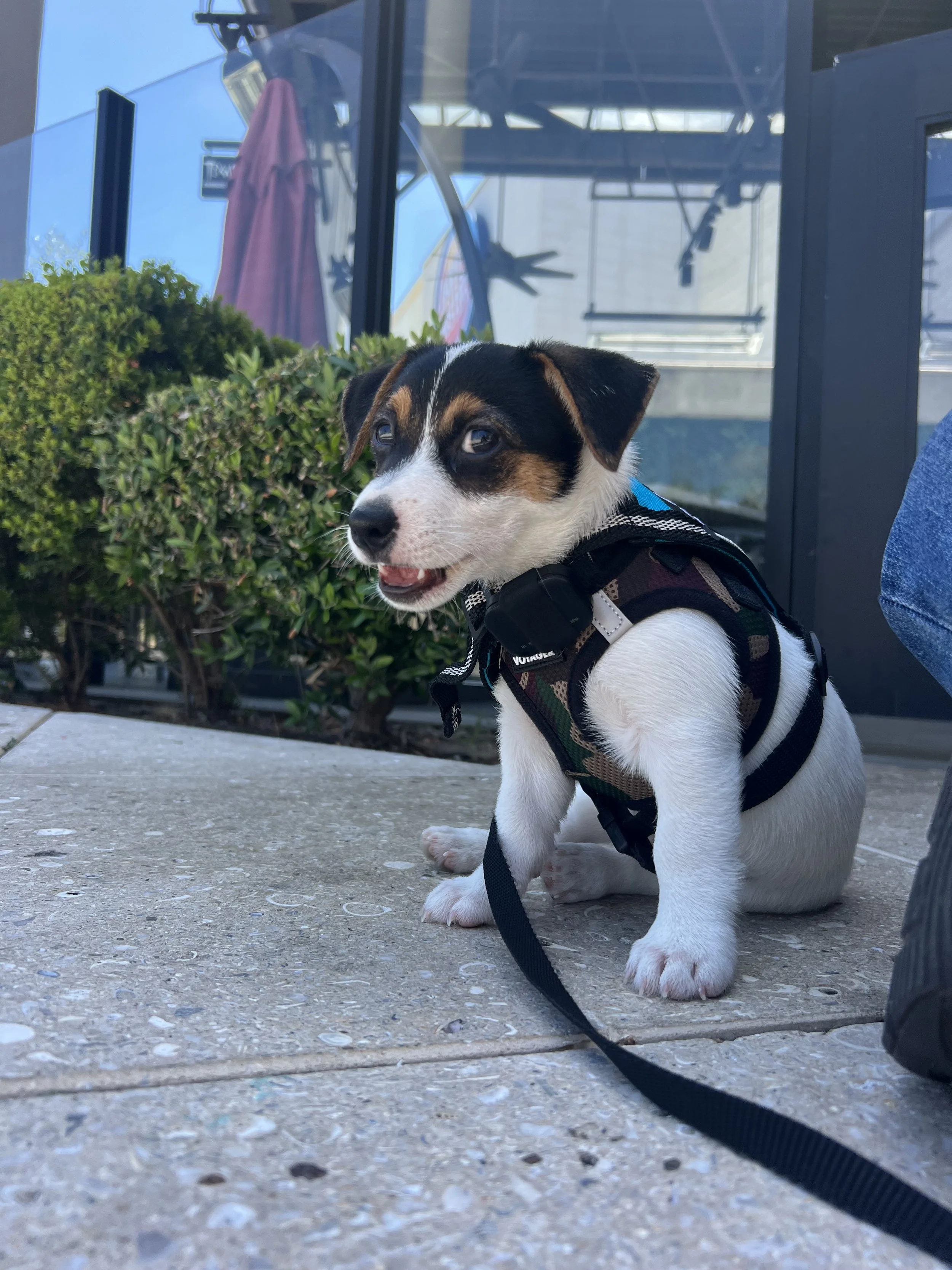 Eddie