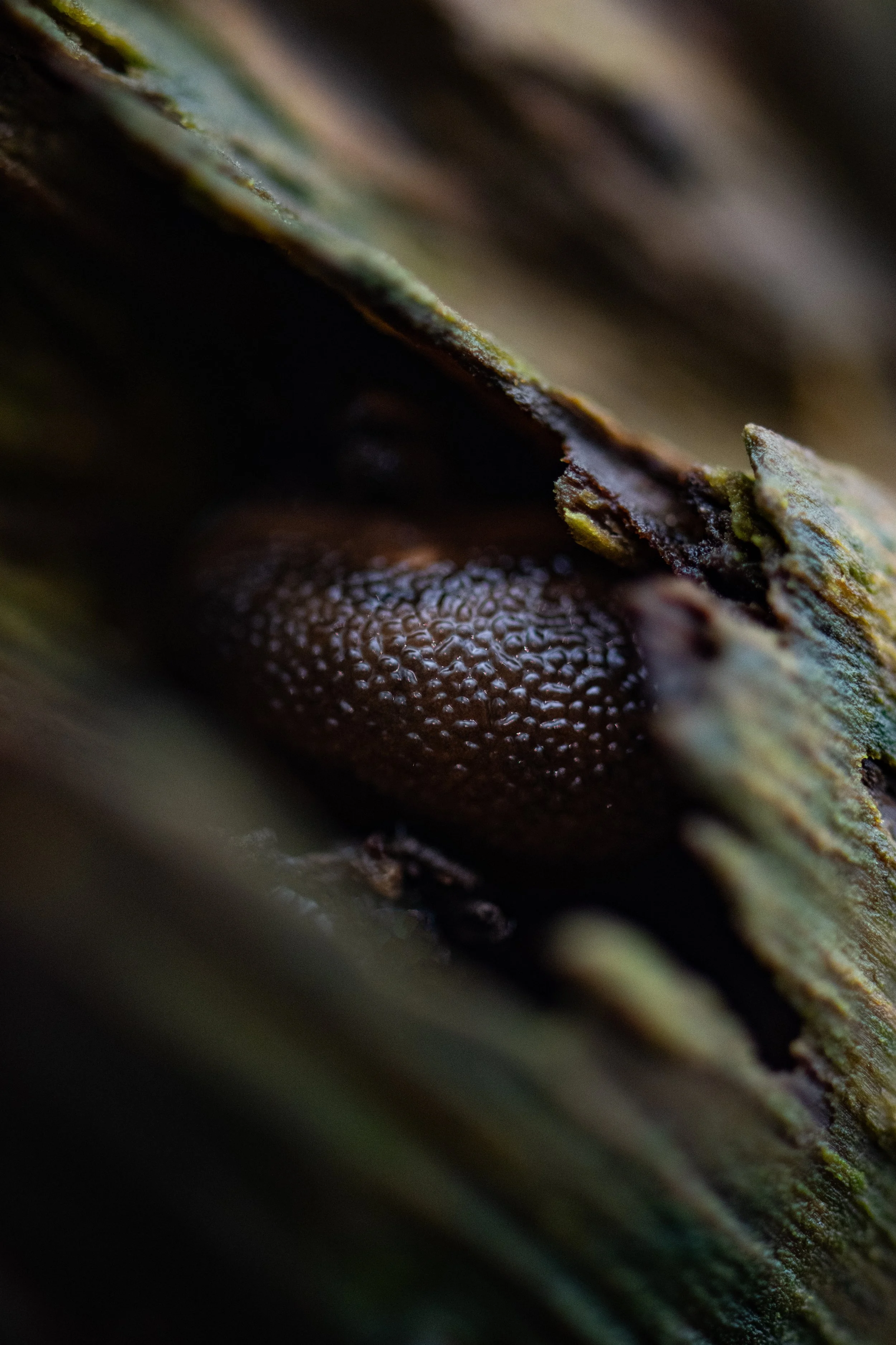 Slug.jpg
