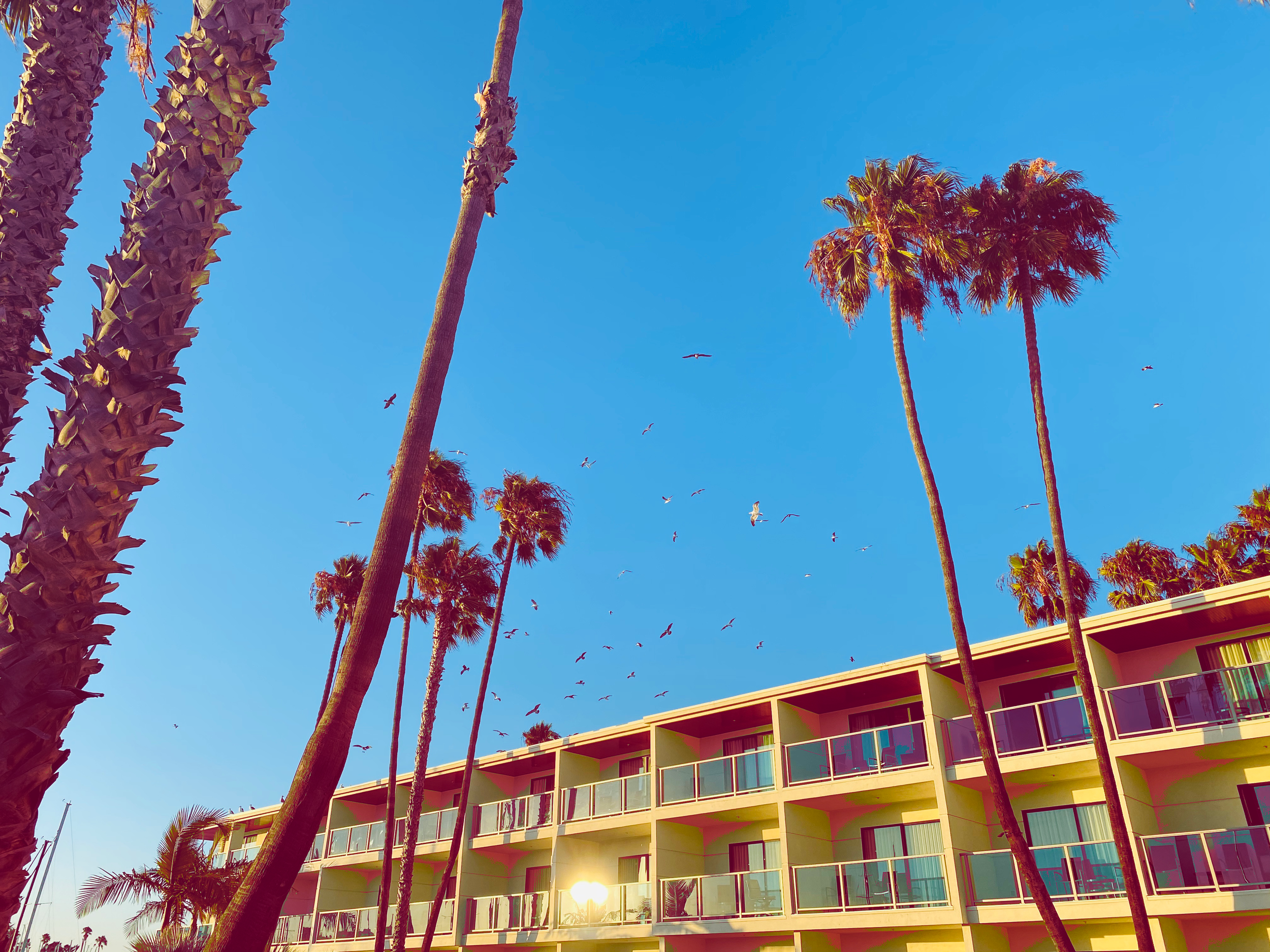 LA is Burning photographed in Marina Del Rey, CA