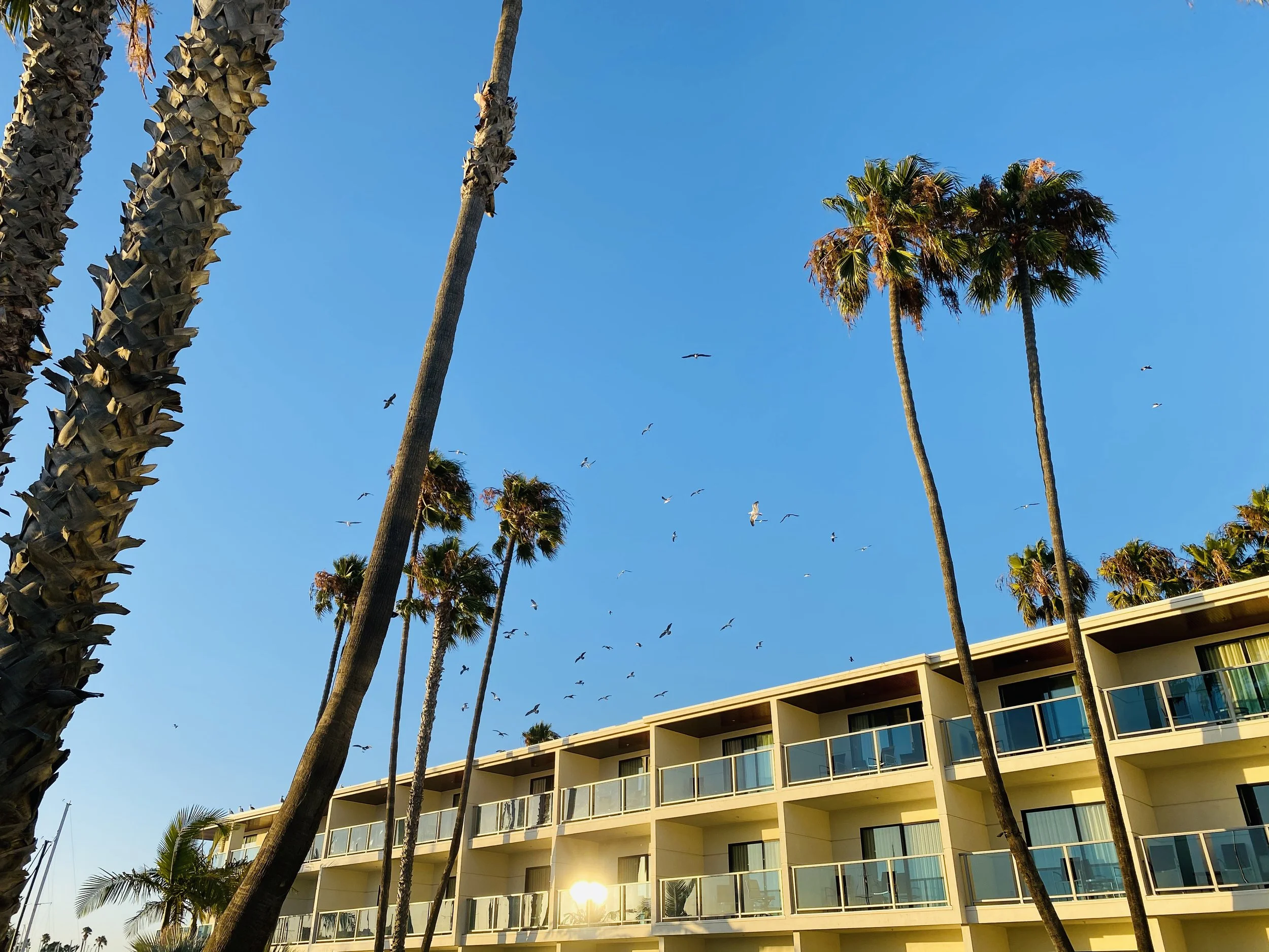Marina Del Rey hotel with sunlight hitting the balconies and blue skies with lots of birds flying around with palm trees