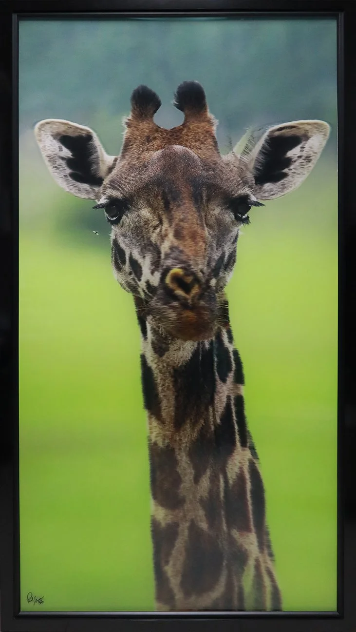 Curious Geoffrey
76"H x 40"W (193.04cm x 101.6cm)
3D Lenticular