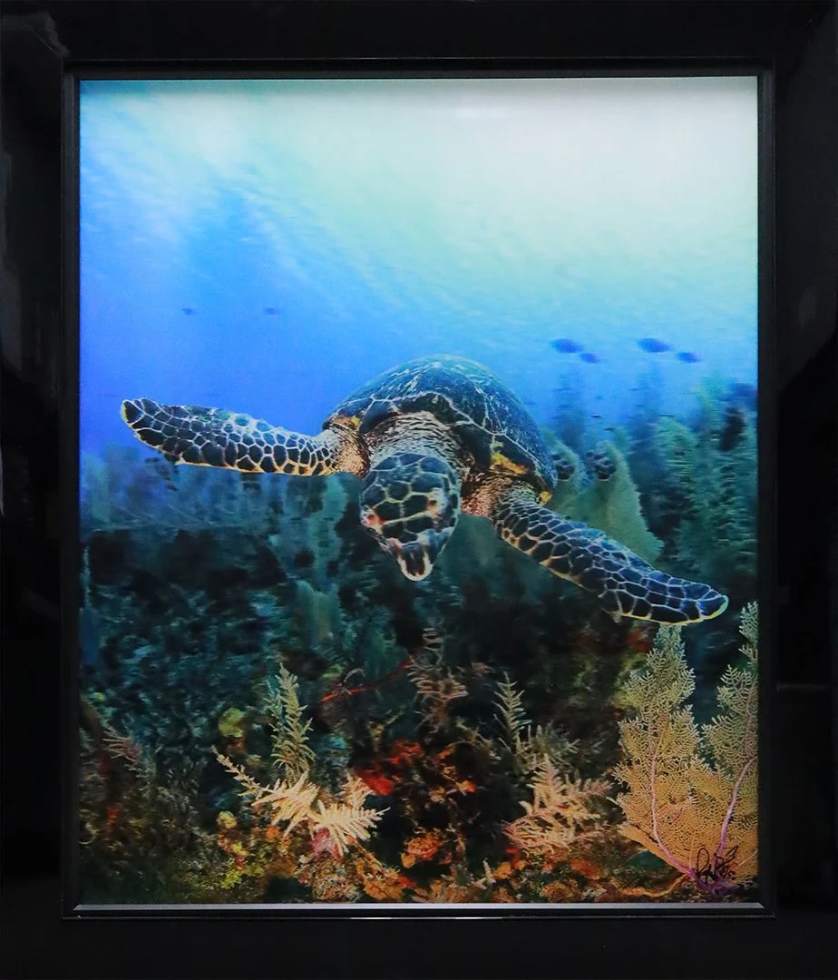 Paraiso de Tortugas
46.75"H x 38.75"W (118.745 cm x 98.425 cm)
3D Lenticular