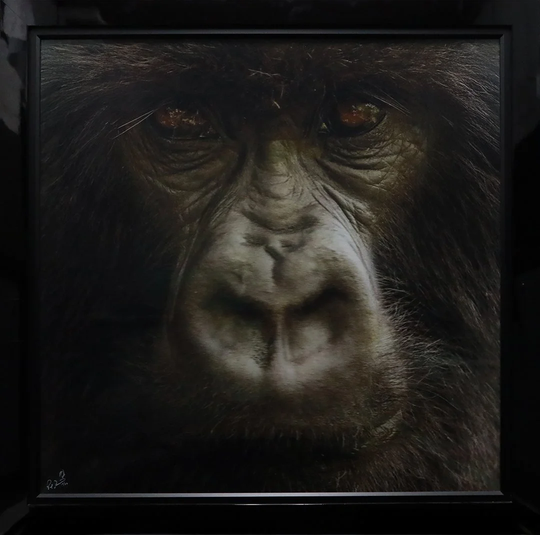 Wise
55.5"H x 55.5"W (140.97 cm x 140.97"W)
3D Lenticular