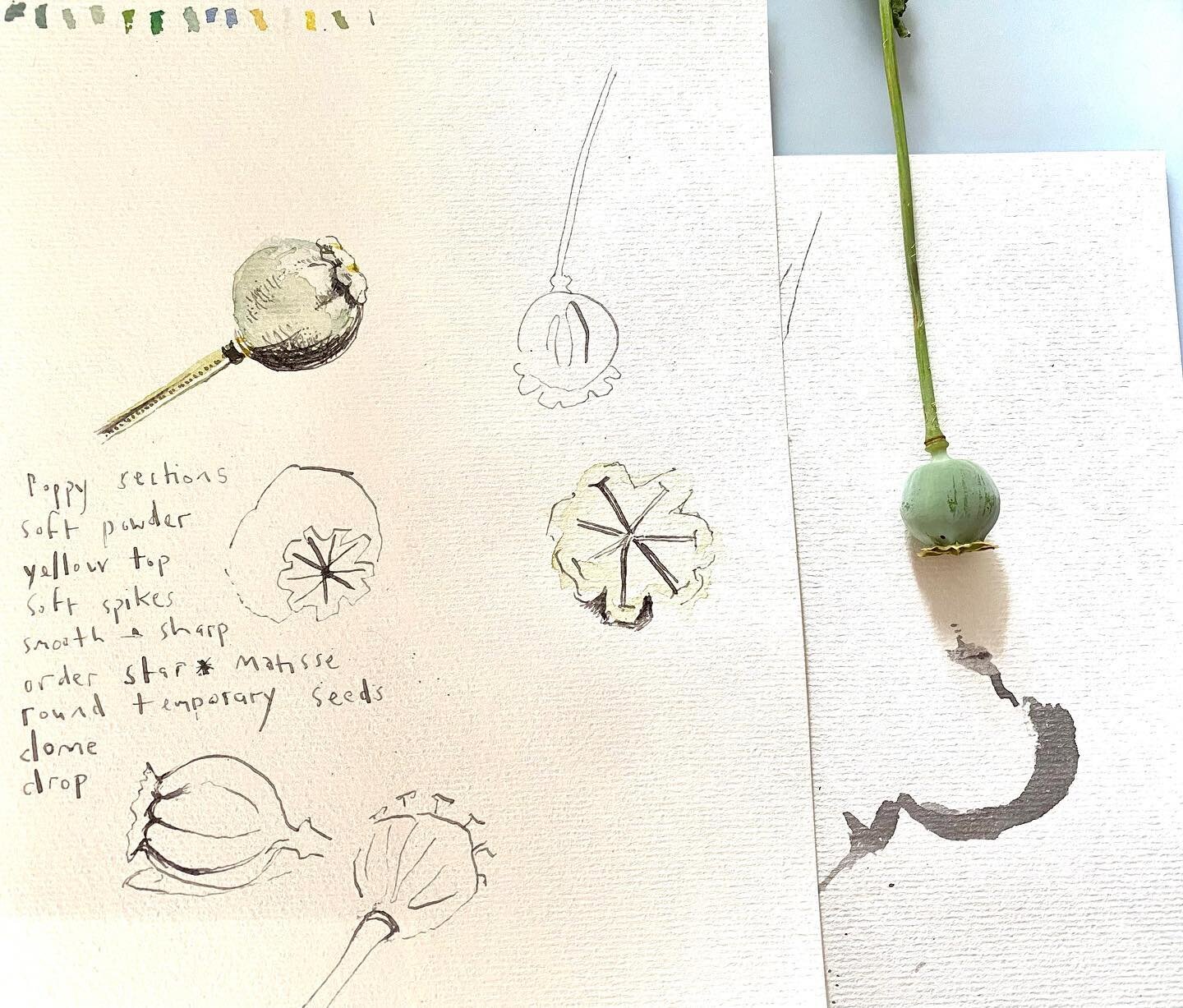 The Poppy Collection. Inspired by the fragility, texture &amp; geometry of the life of a Poppy one of my favourite flowers.
The ink is handmade from oak galls @of_making with @working_cloth 
&bull;
&bull;
#sketchbook #linedrawing #poppypainting #popp