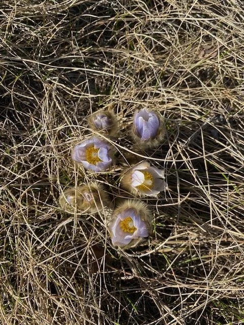 Prairie Crocuses