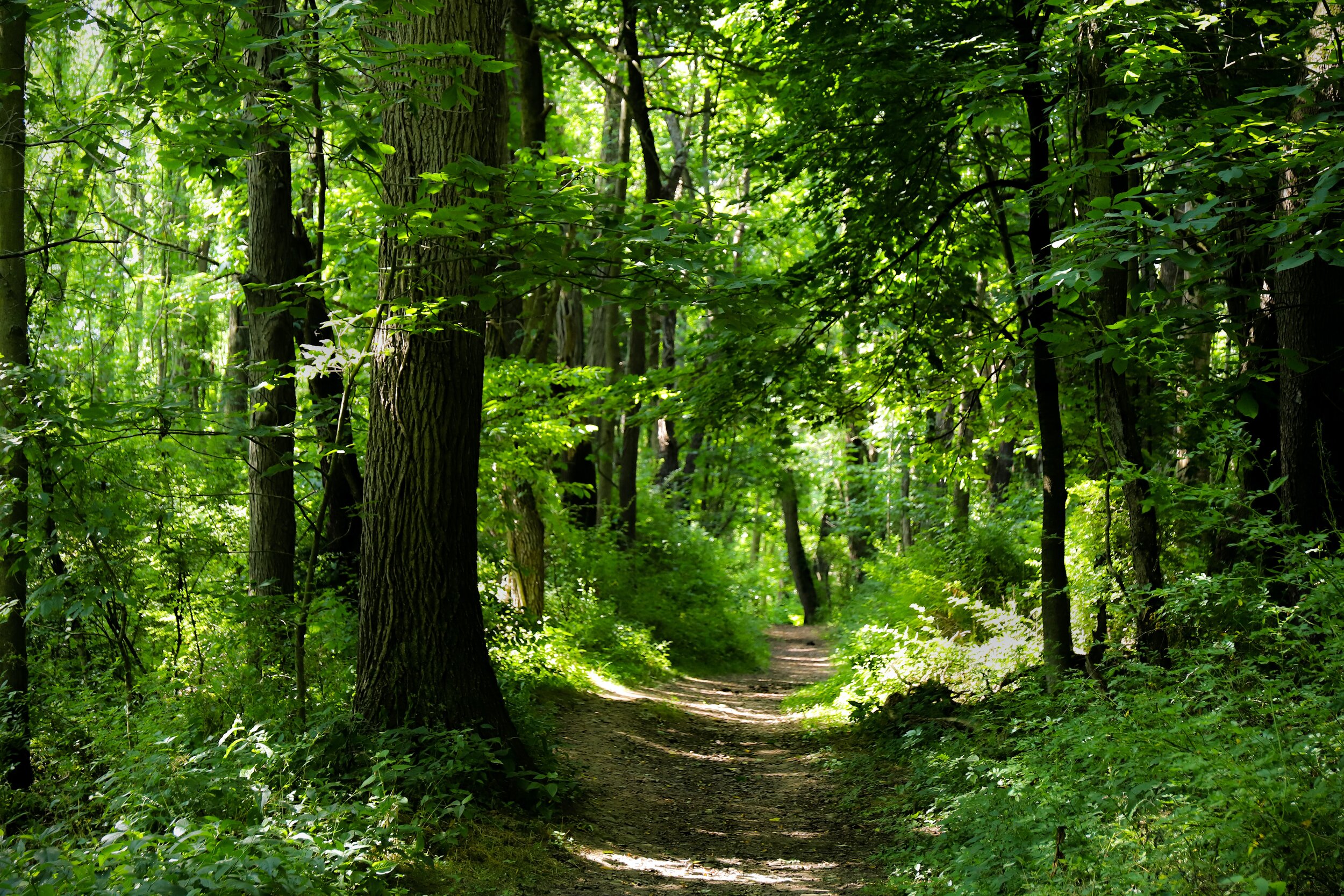 Awaken the Forest Within