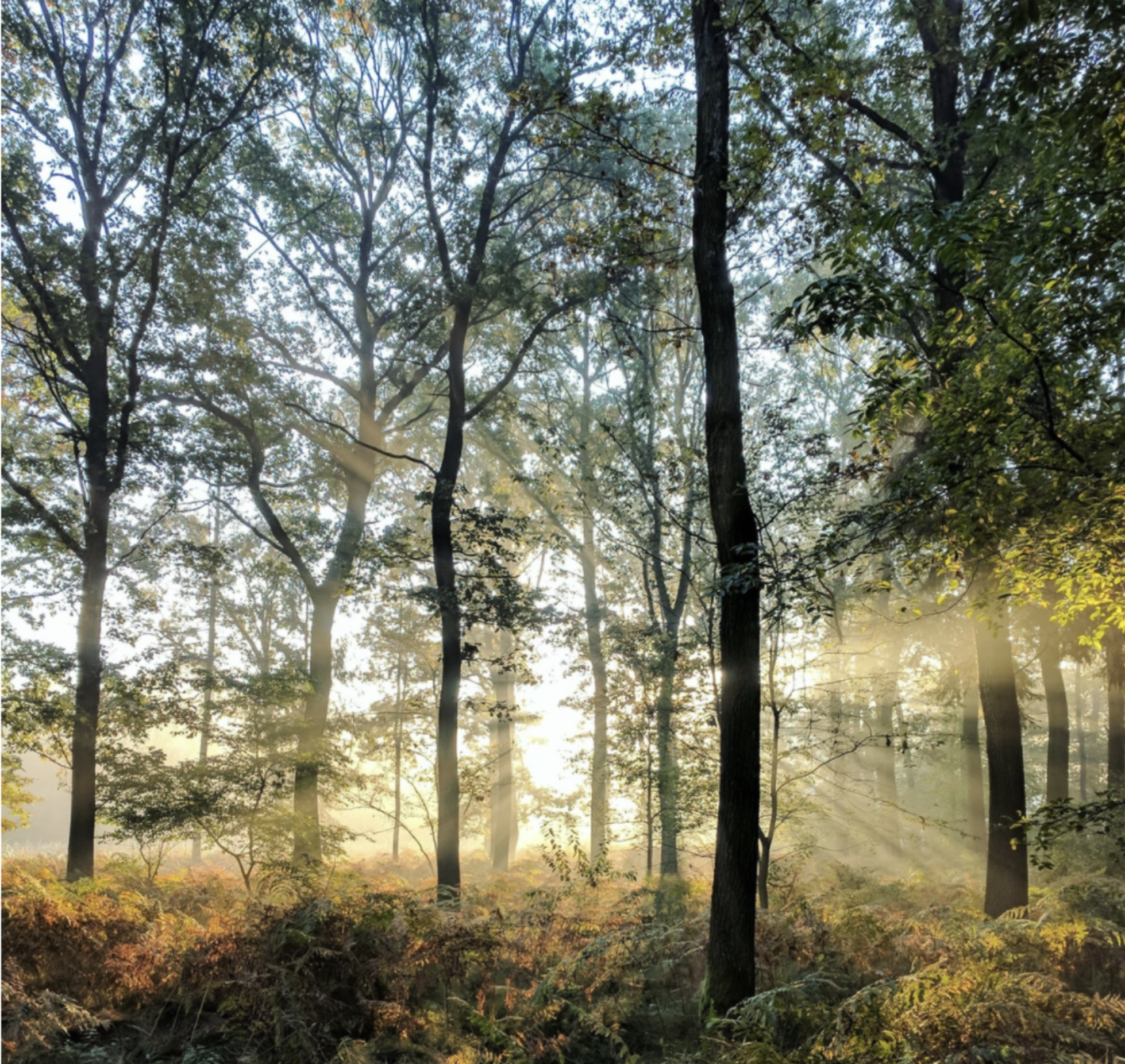 Forest Bathing: The Power of Nature to Heal & Inspire