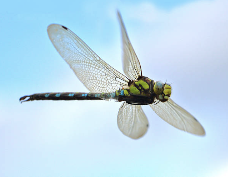 A Dragonfly Dance