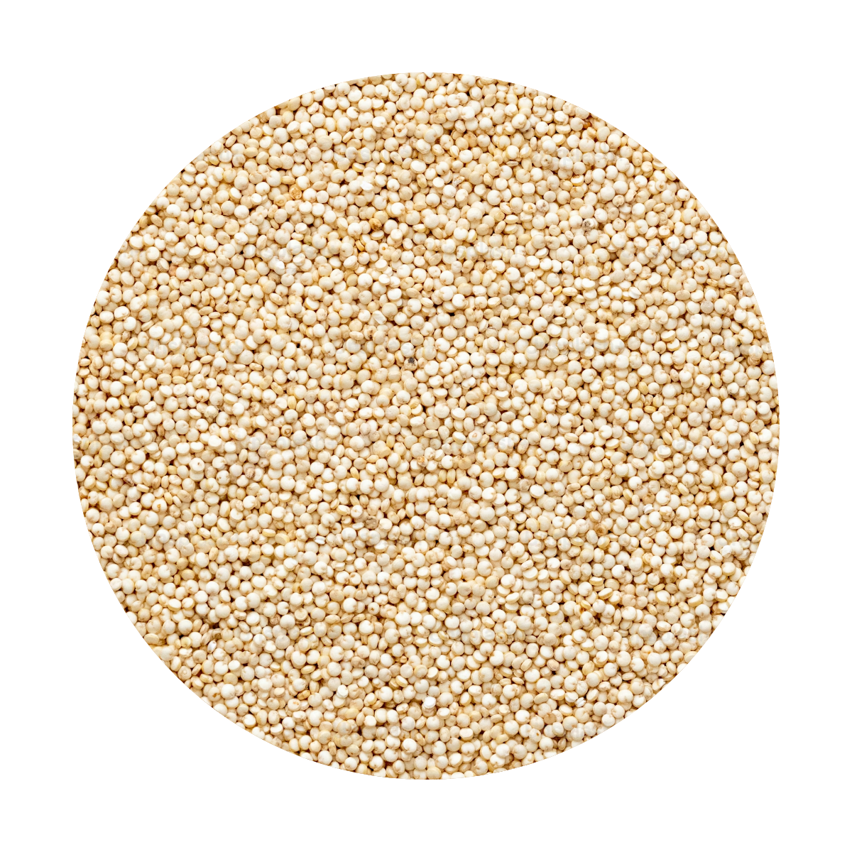 White Quinoa