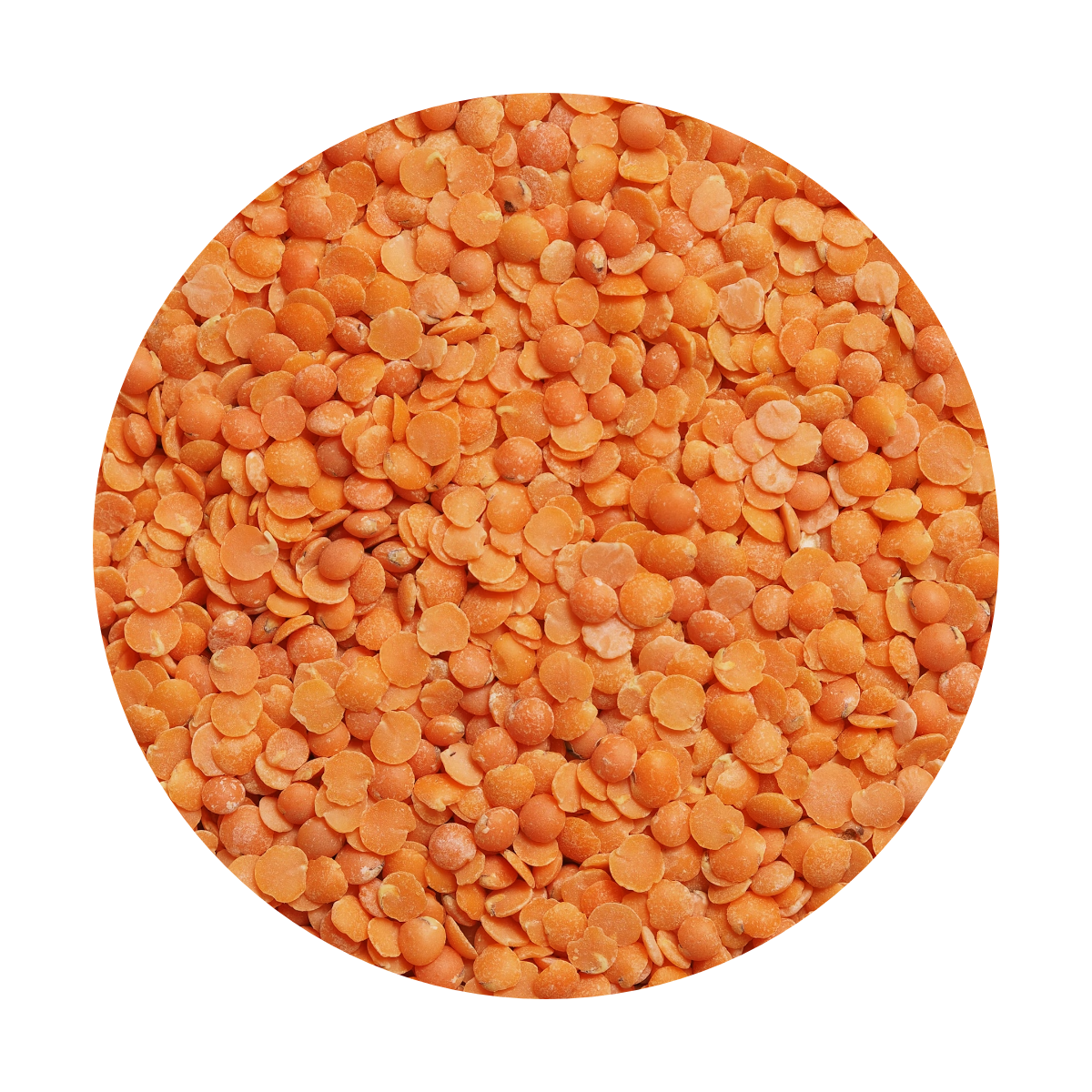 Dried Red Lentils