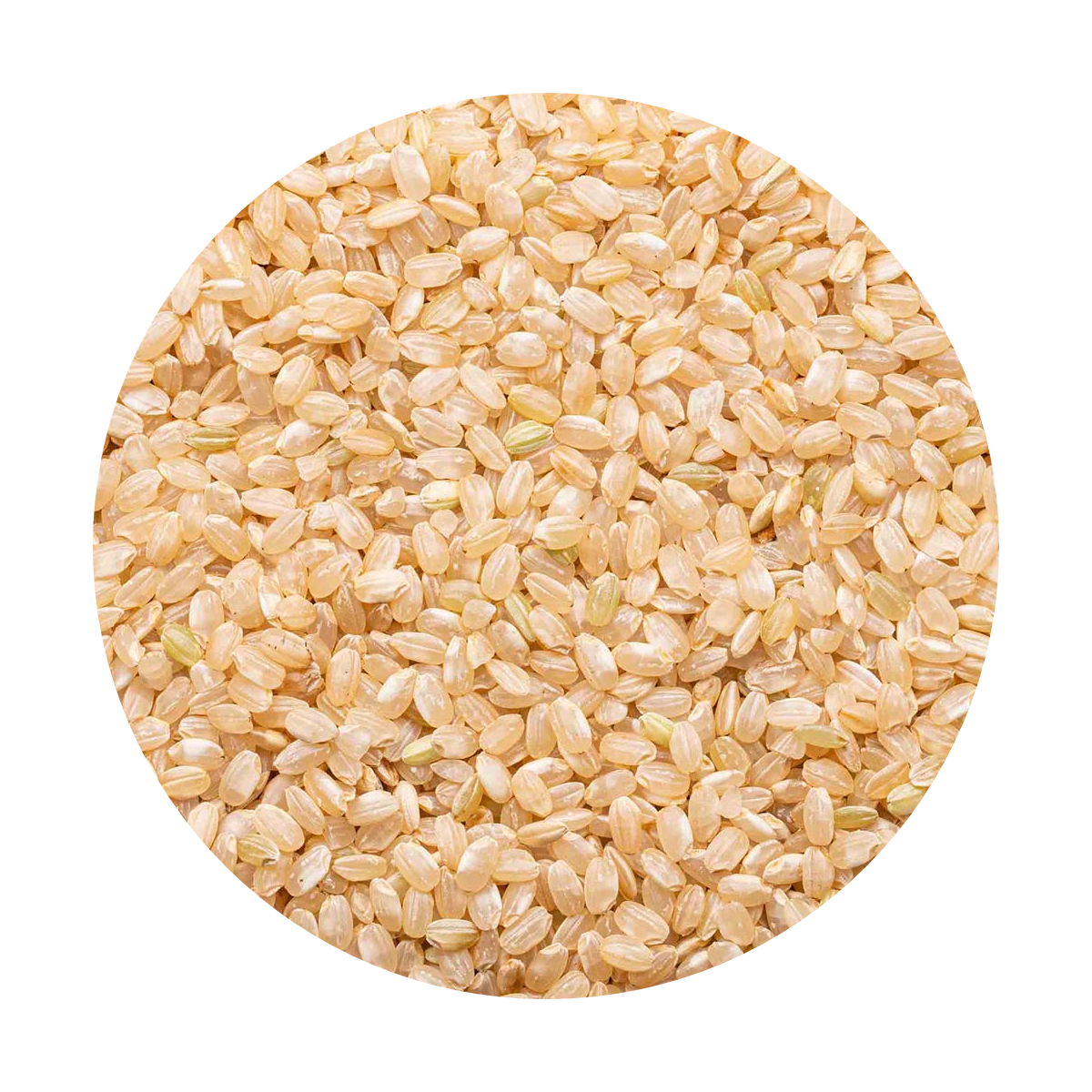 Short Grain Brown Rice