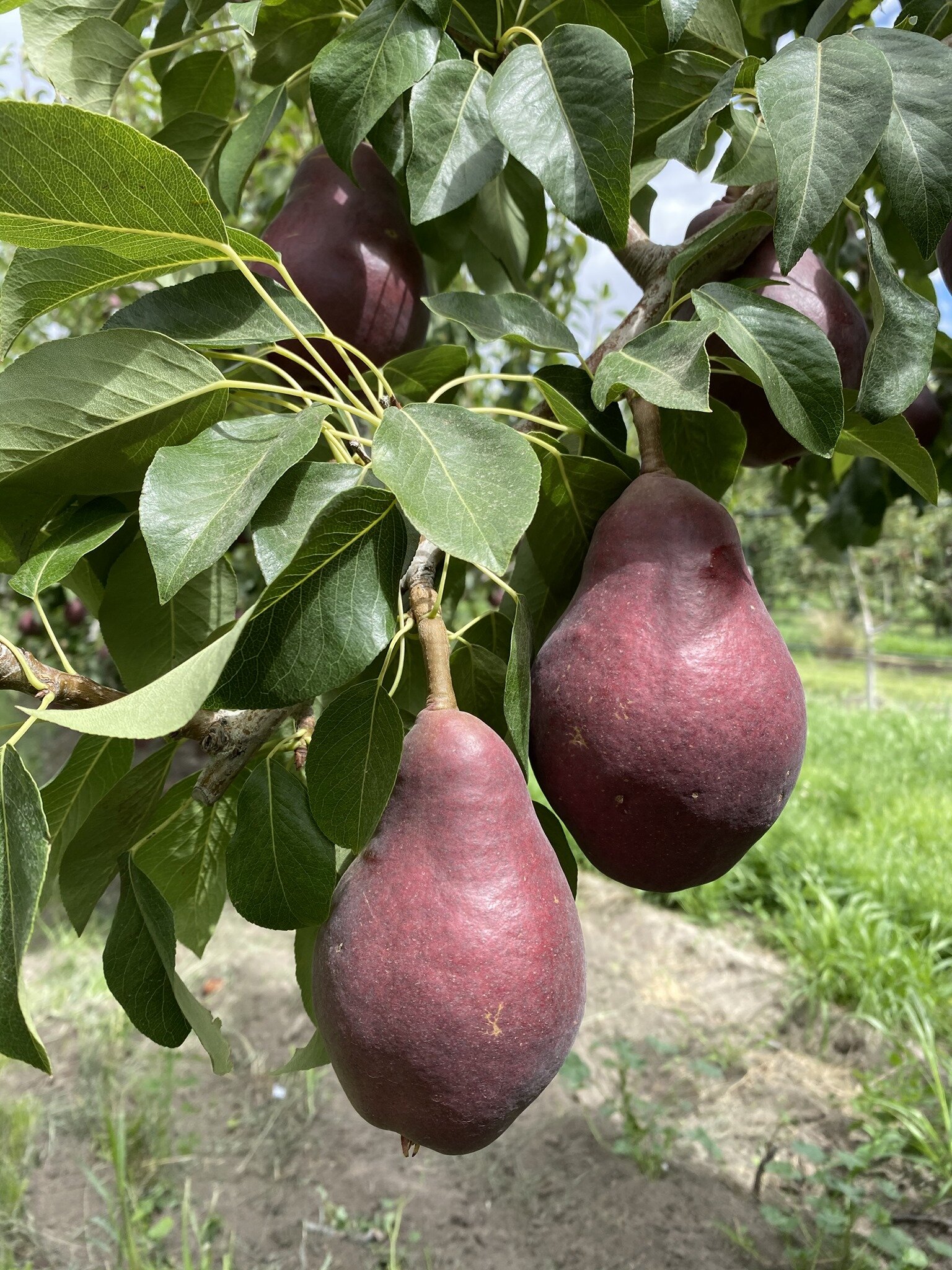 Products — Brownfield Orchard, LLC