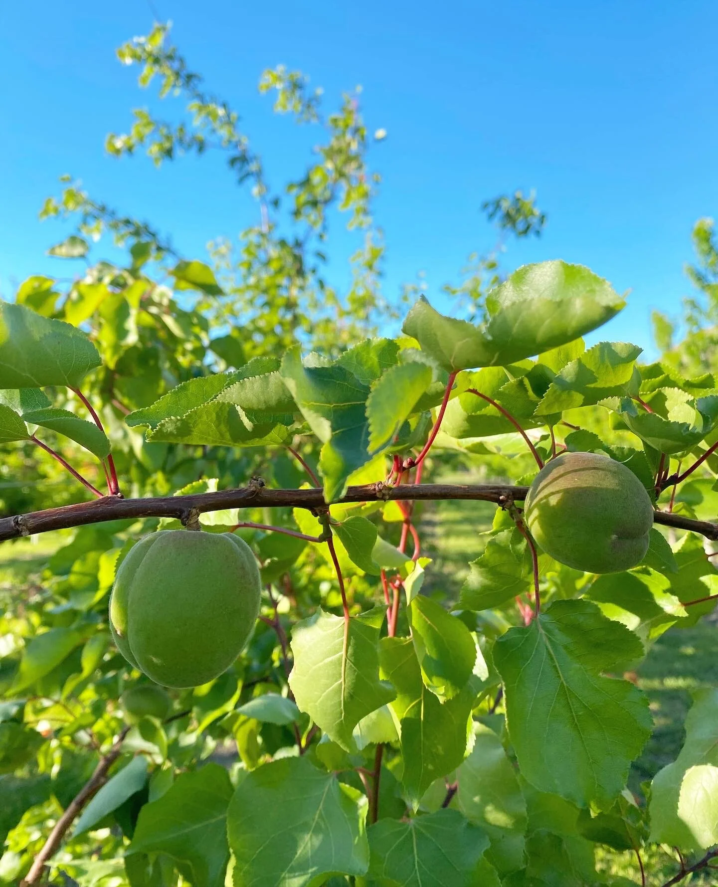 About — Brownfield Orchard, LLC