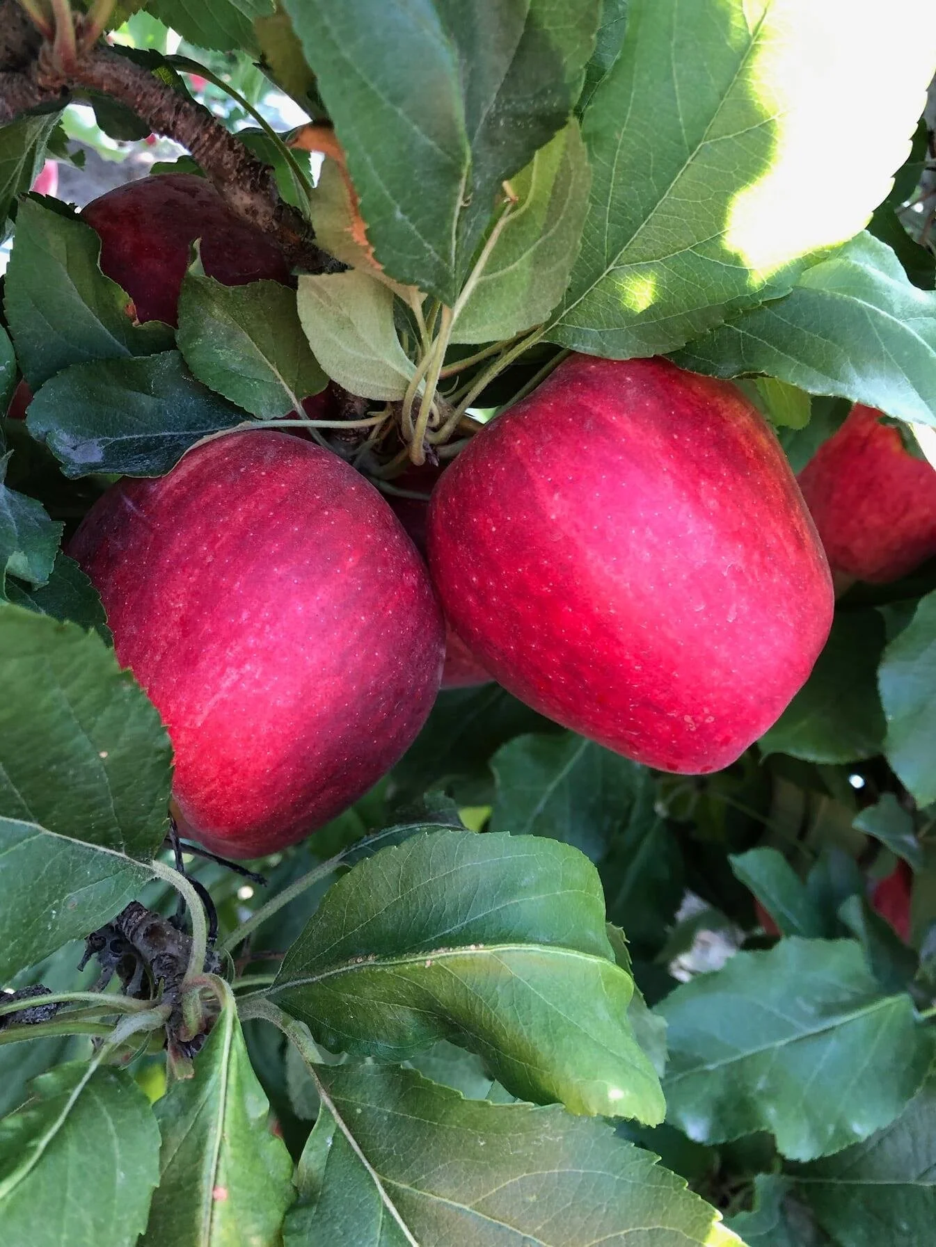 About — Brownfield Orchard, LLC