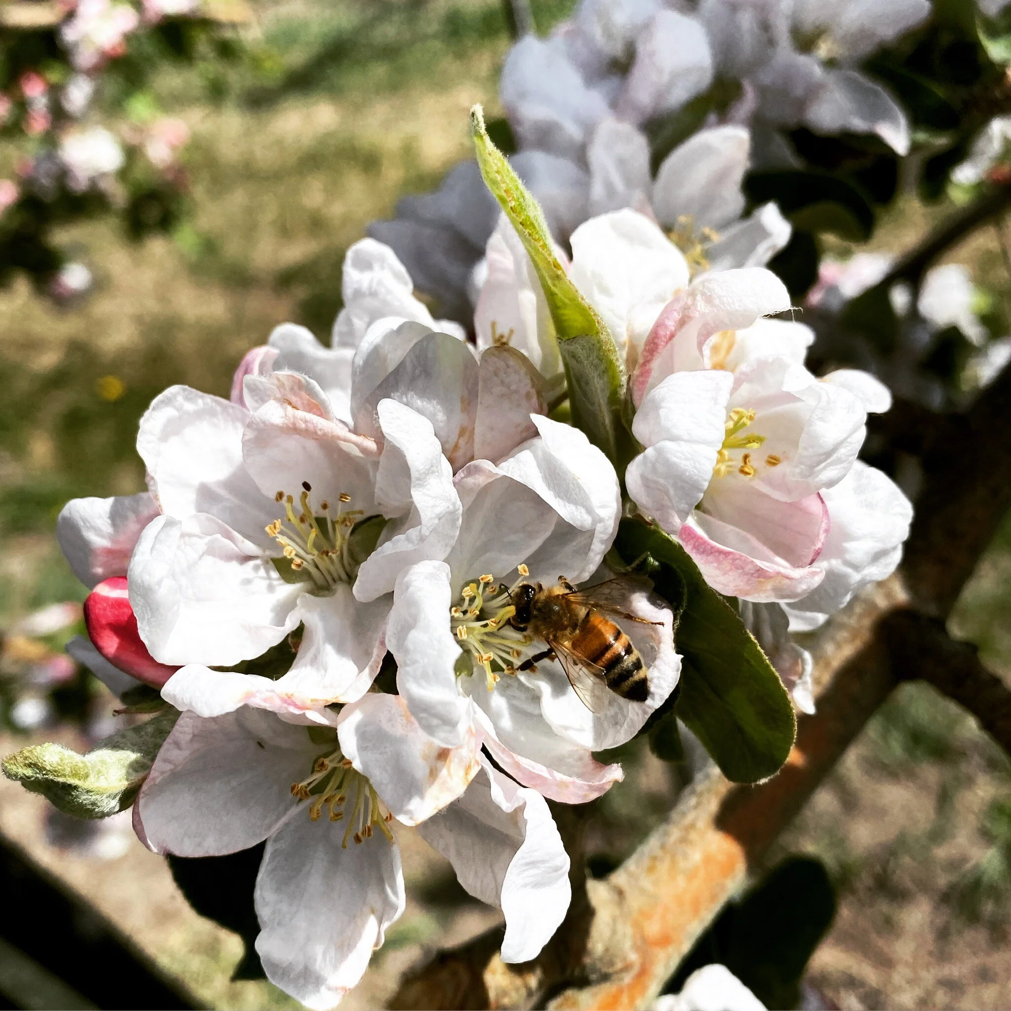 About — Brownfield Orchard, LLC