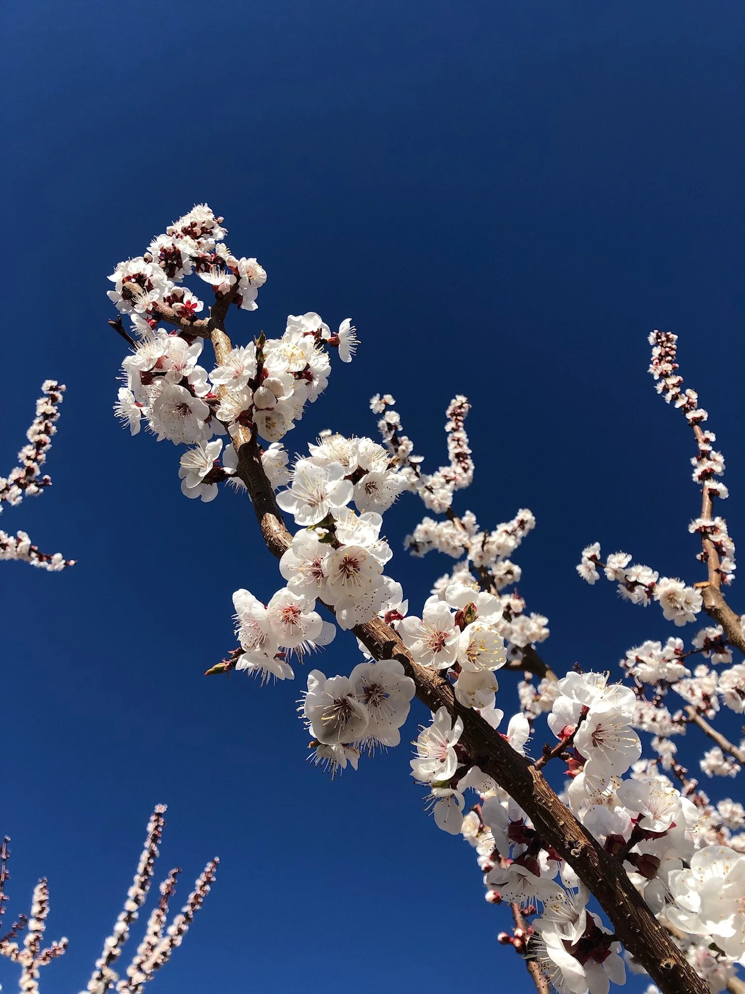 About — Brownfield Orchard, LLC