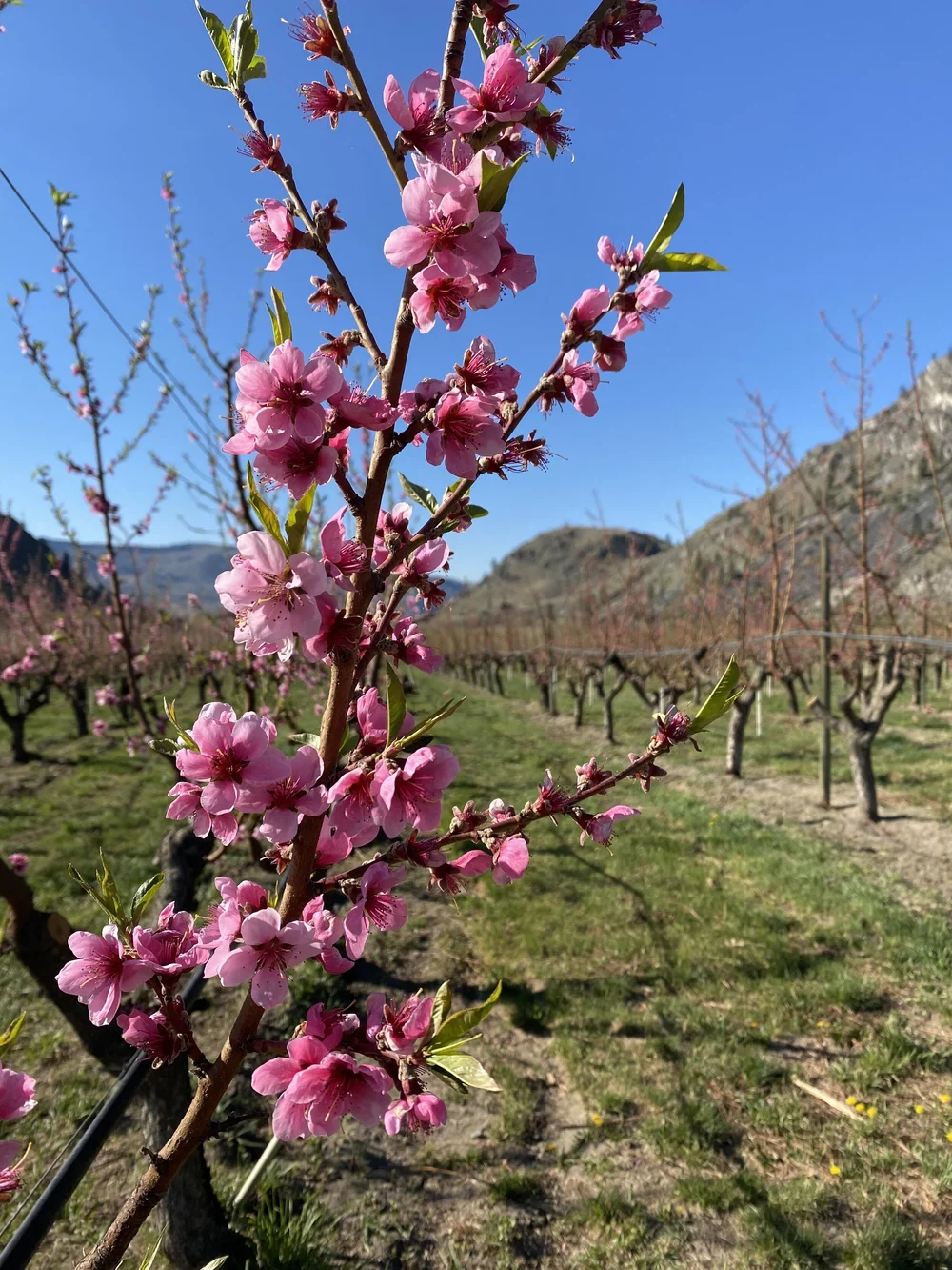 Products — Brownfield Orchard, LLC