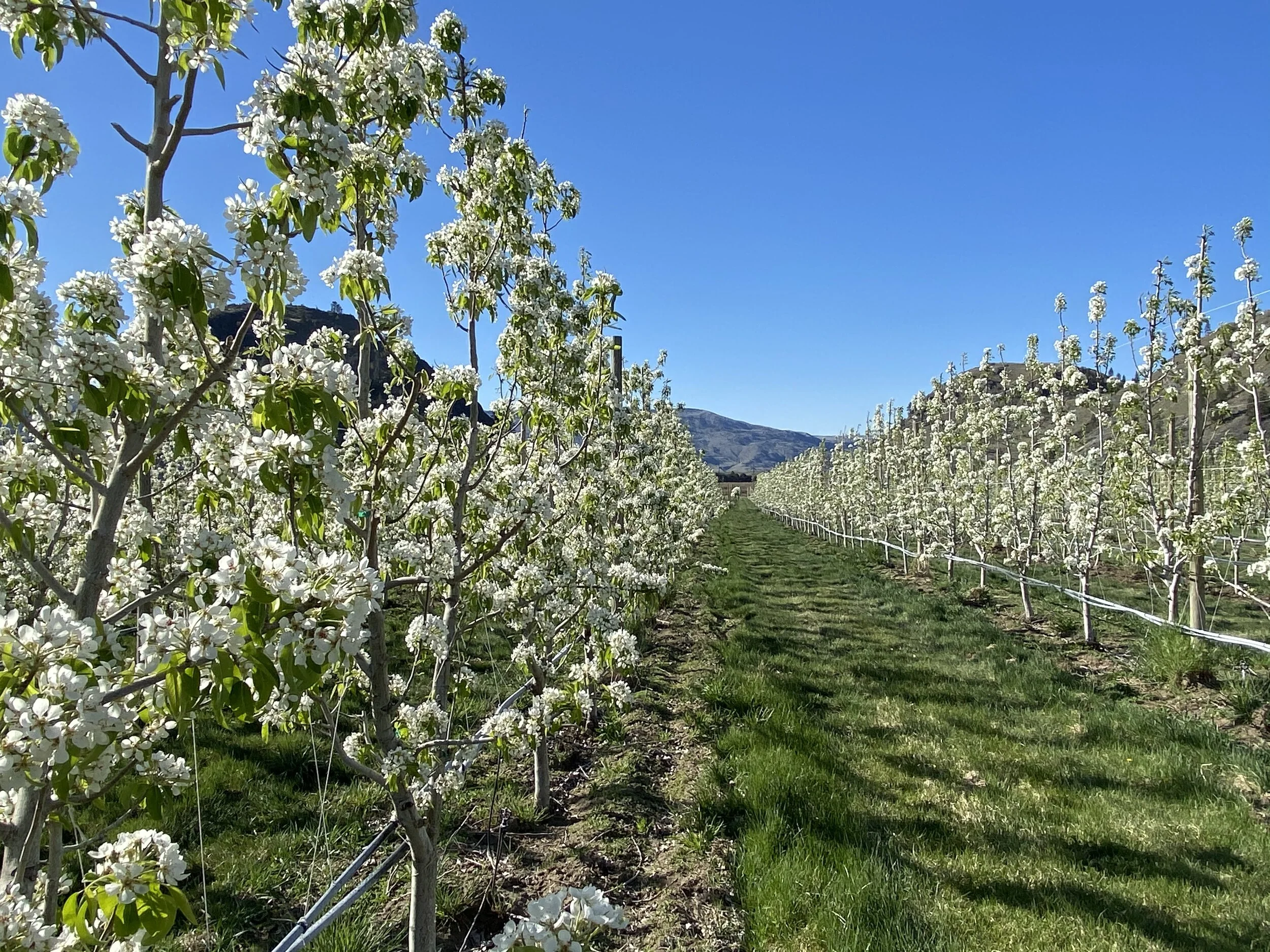 About — Brownfield Orchard, LLC