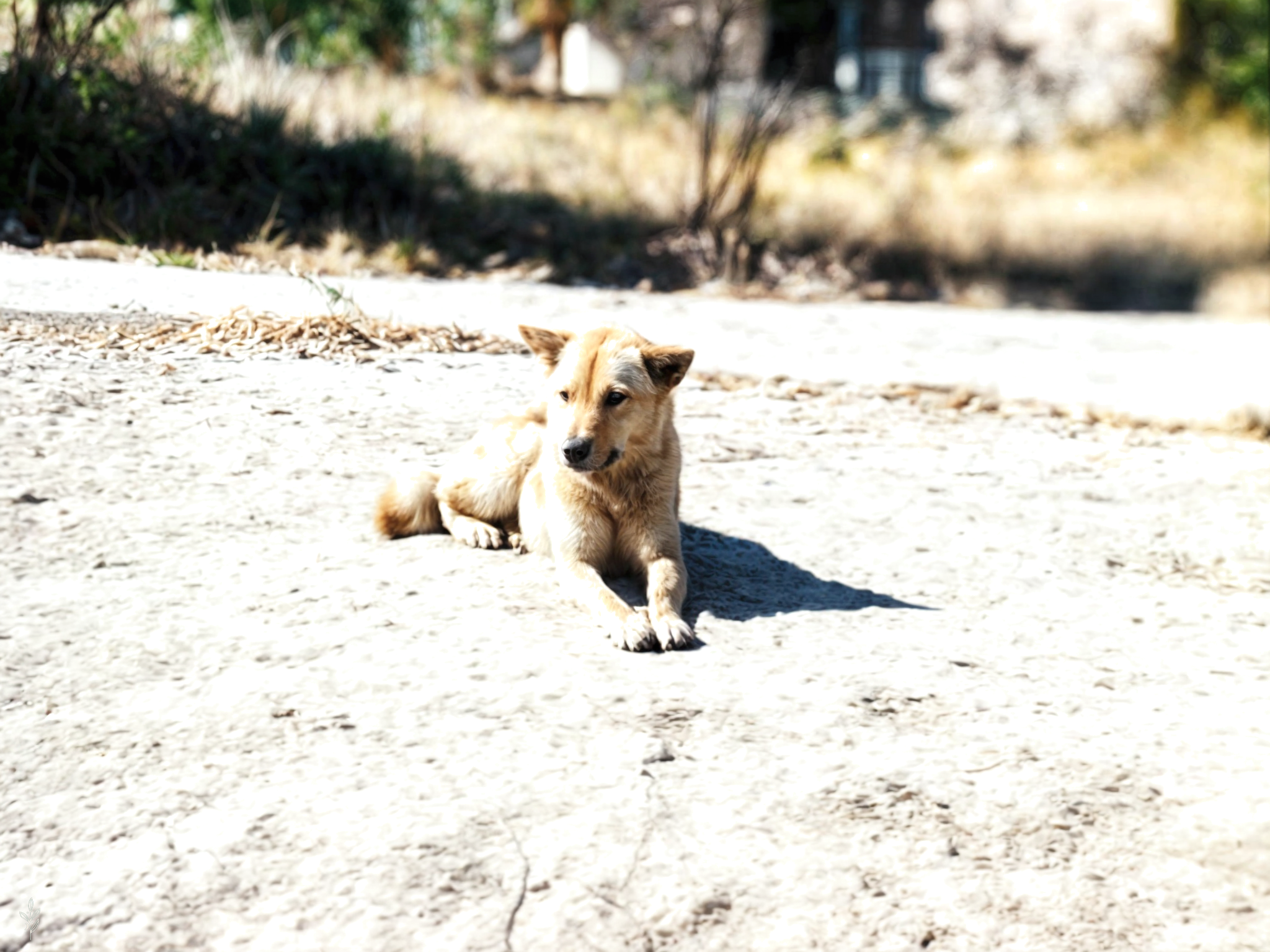 diamond zen center, california.