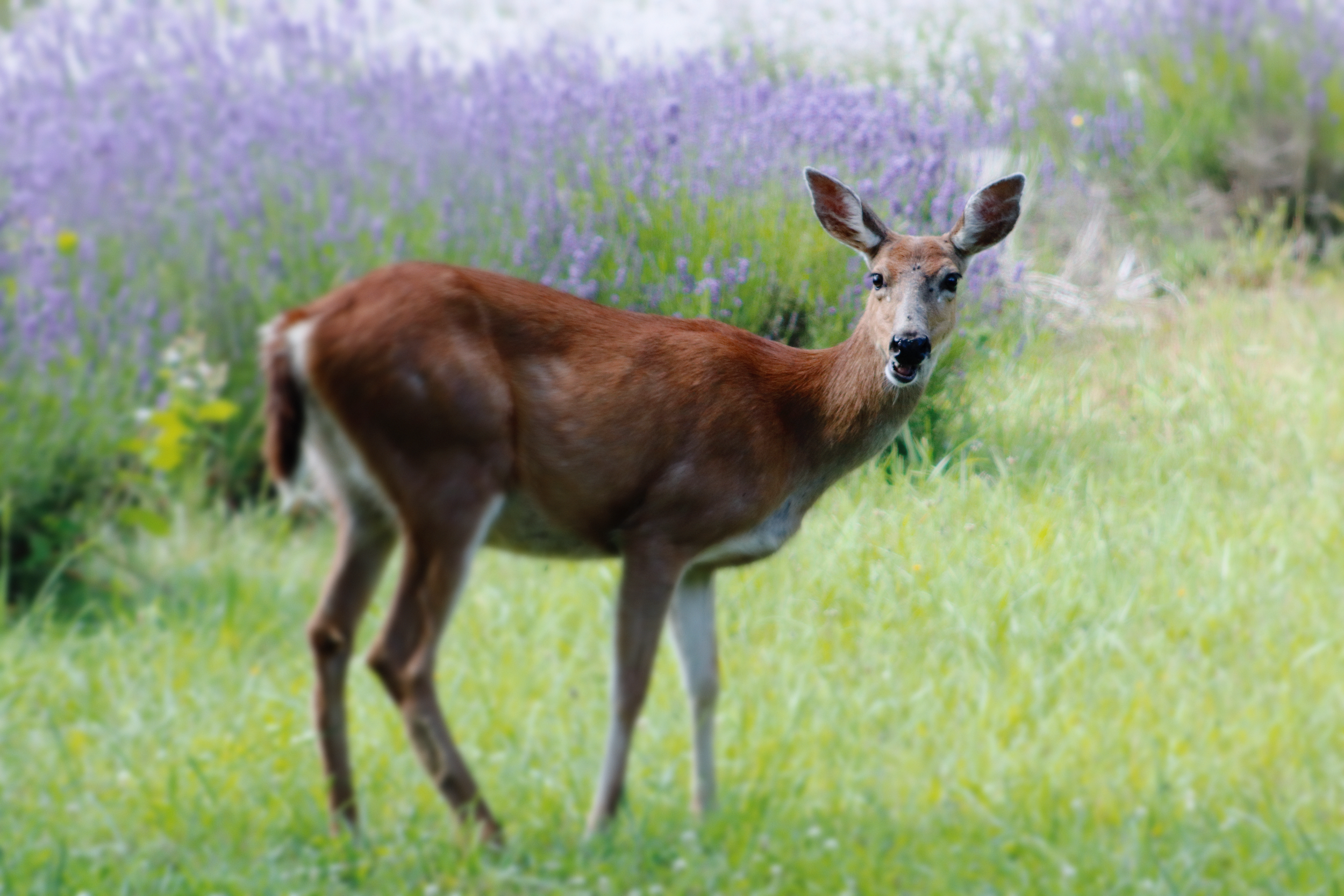 Deer.Vashon Island.png