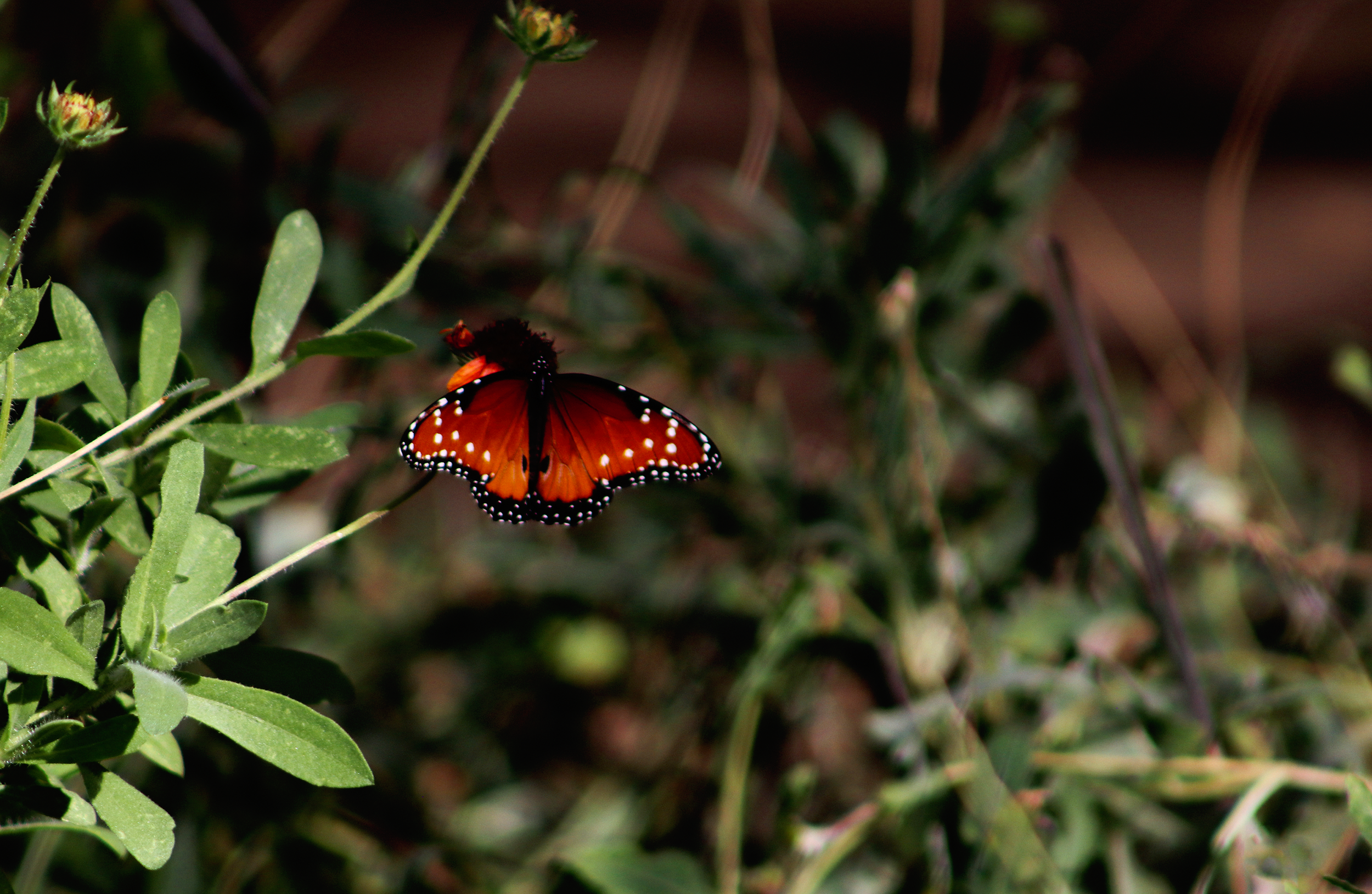butterfly exhibit - botantical gardens - phoenix, az