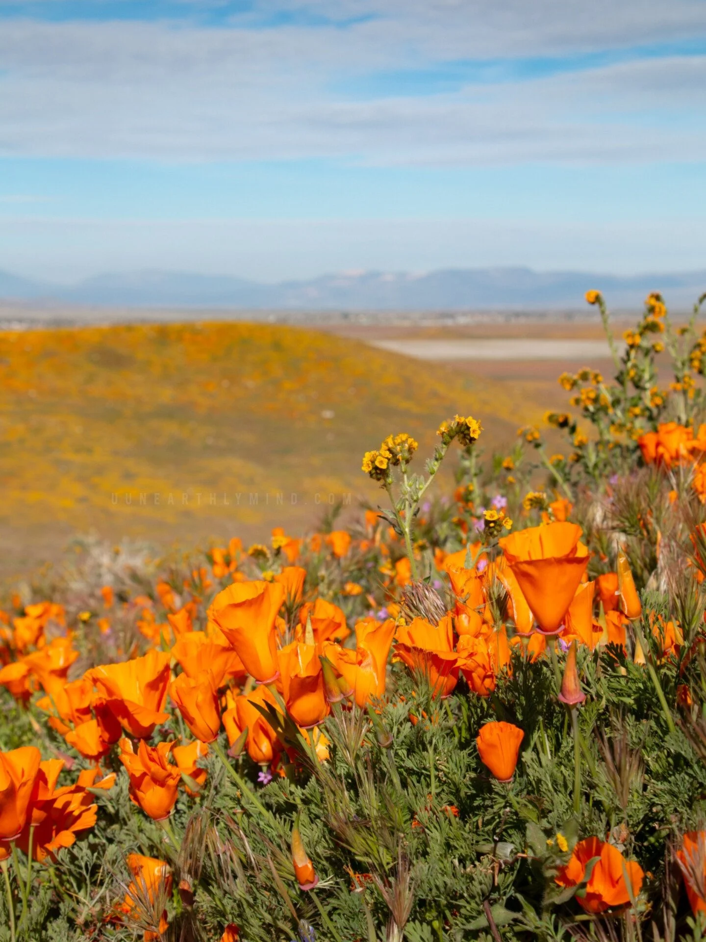 Antelope Valley Superbloom.jpeg