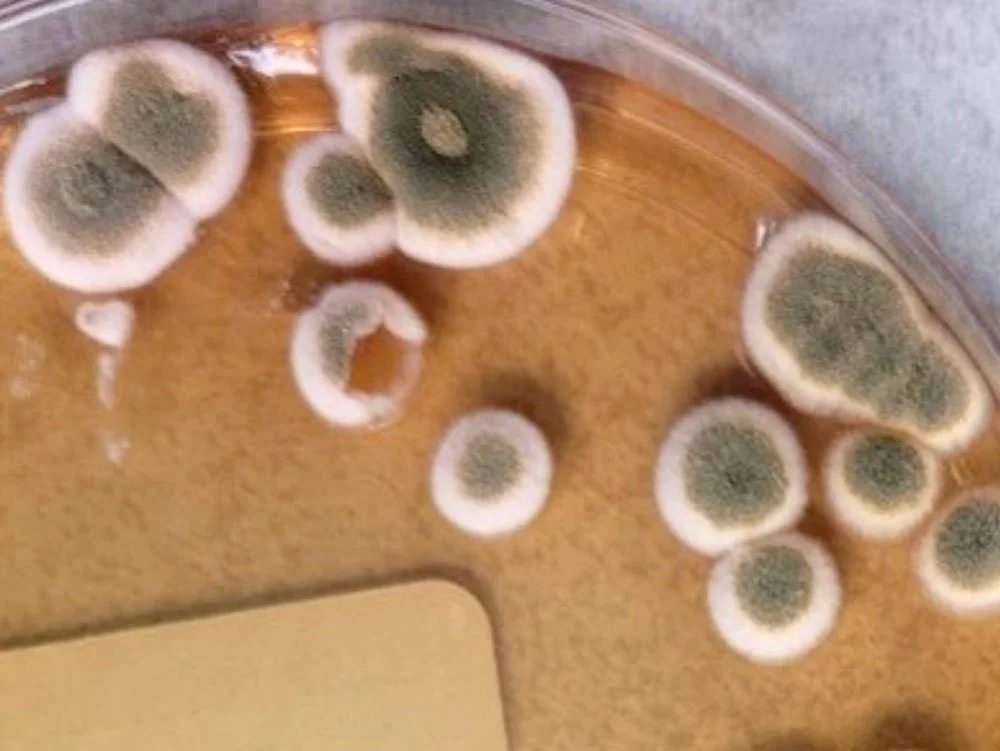 Why Store-Bought Mold Test Kits Often Create More Questions Than Answers