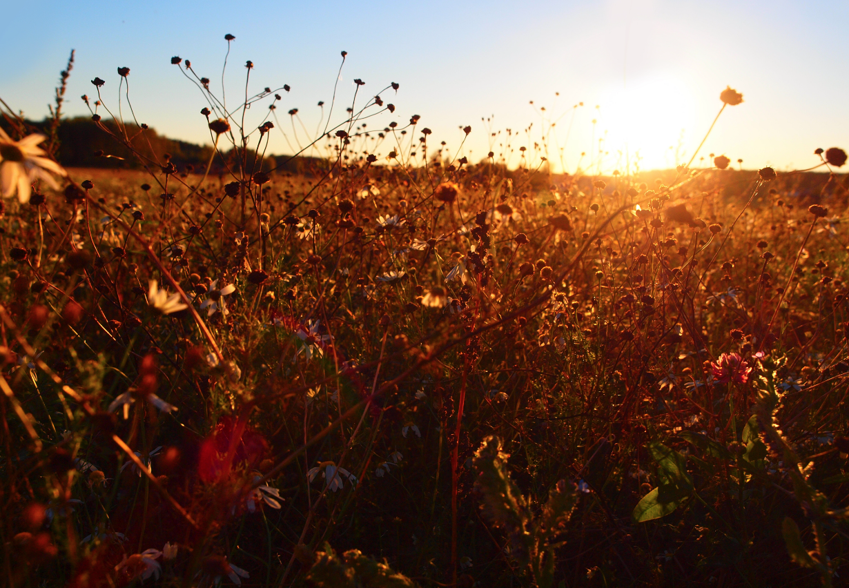 Skärmavbild 2026-01-31 kl. 02.18.07.png