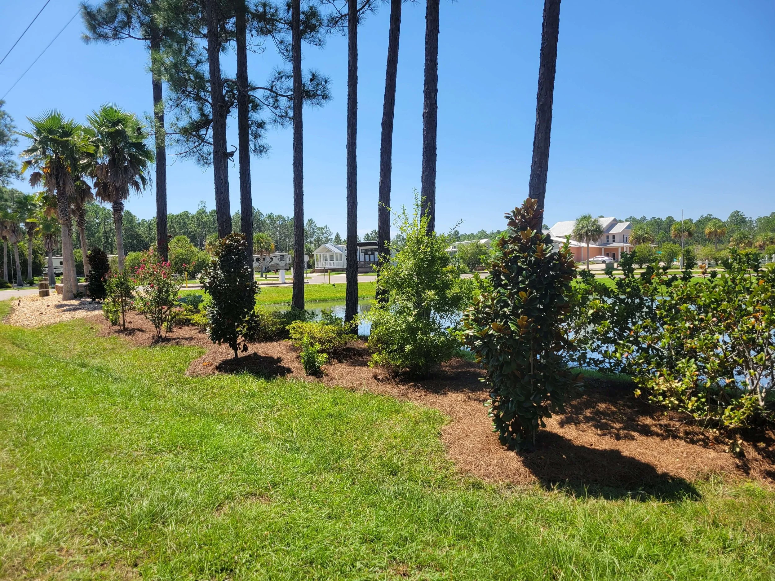 A landscaped yard with a row of tall pine trees, smaller shrubs, and palm trees along a pond. Houses and RVs are visible in the background under a clear blue sky.