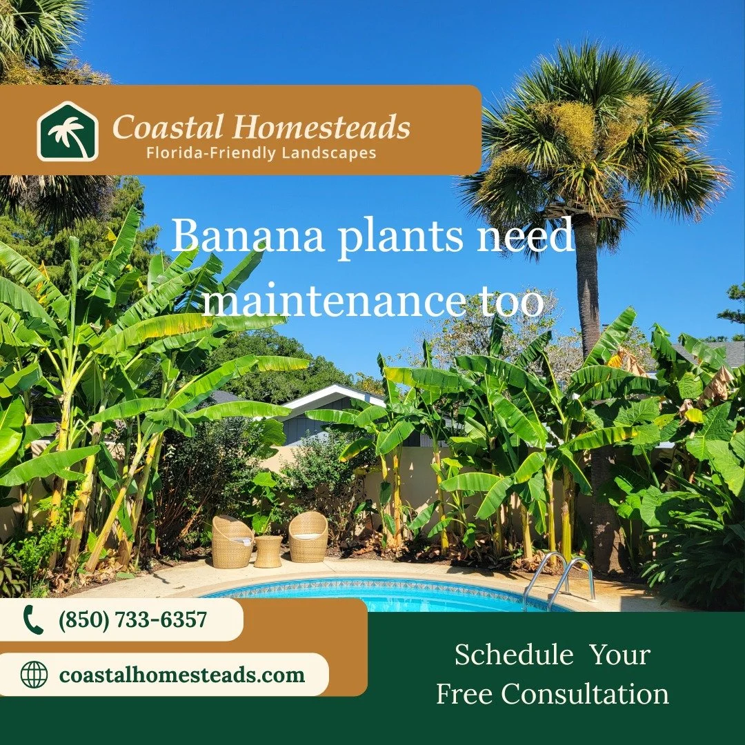 Our full-service landscape maintenance includes ornamentals and fruit tree care. NWFL sub tropical climate enables us to grow fruit producing plants such as bananas. However, our freezes add some steps to keep this plant thriving.
Trust your maintena