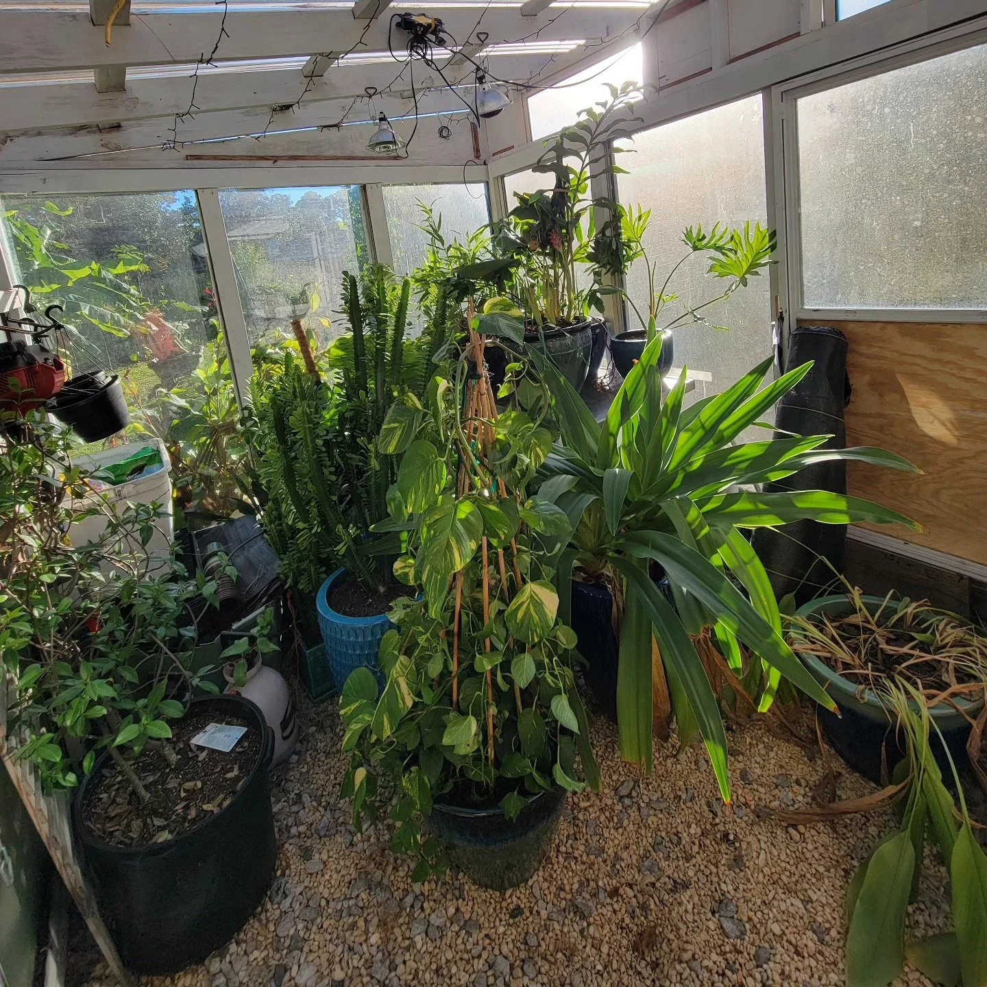 The things we do for our plants! Blessed to have a greenhouse, built by yours truly, to protect them through the Florida "winter." 

#bundledup
#coastalhomesteads 
#floridalife