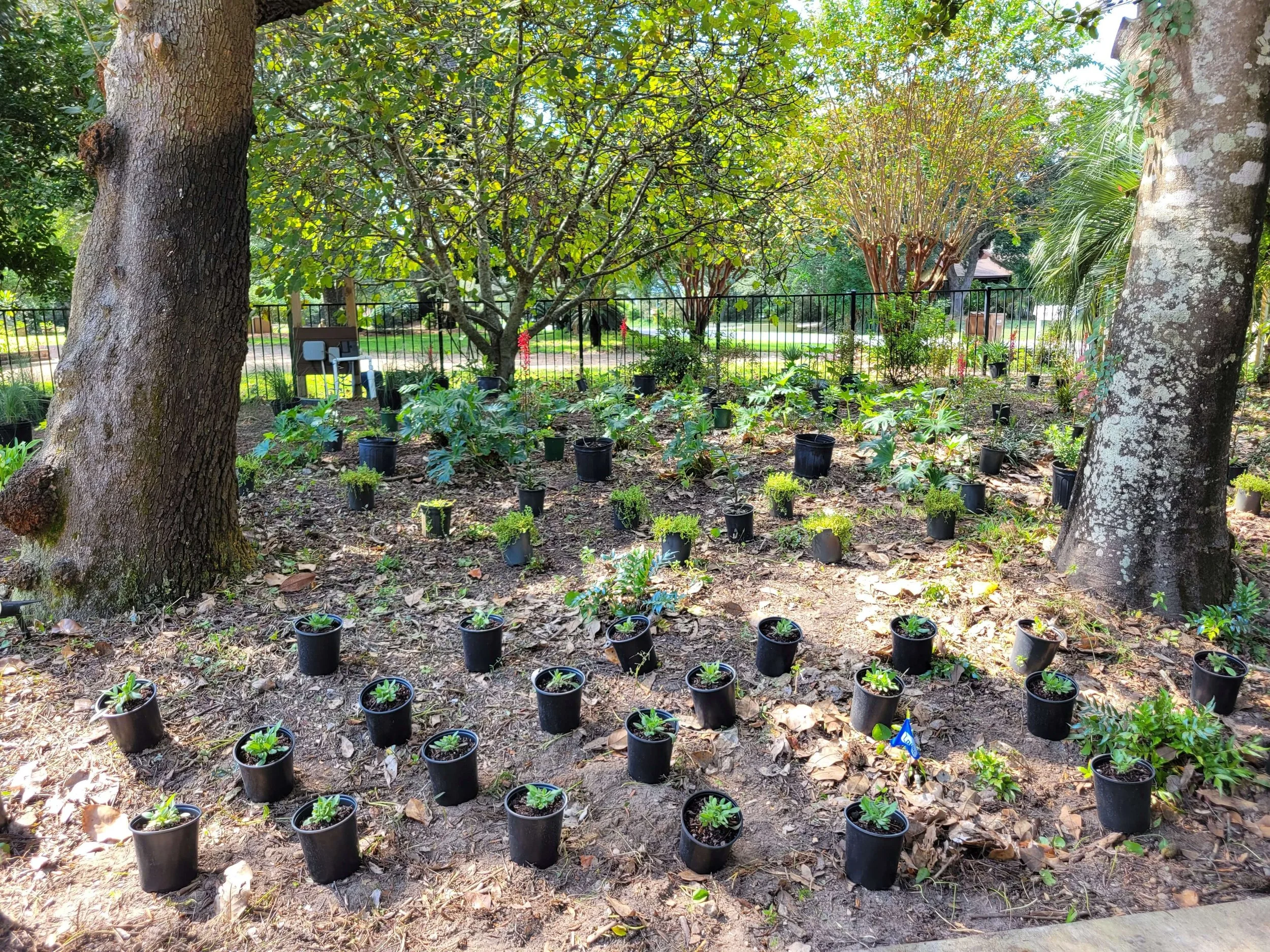 A garden with numerous small potted plants arranged on the ground, surrounded by trees and a metal fence in the background, with sunlight filtering through the leaves.