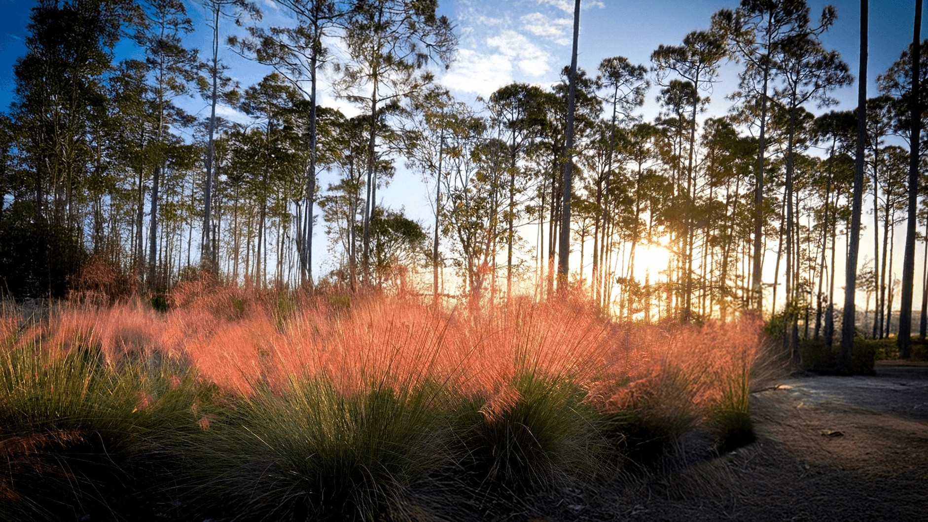 Sunset shining through tall pine trees with pink ornamental grass in the foreground.