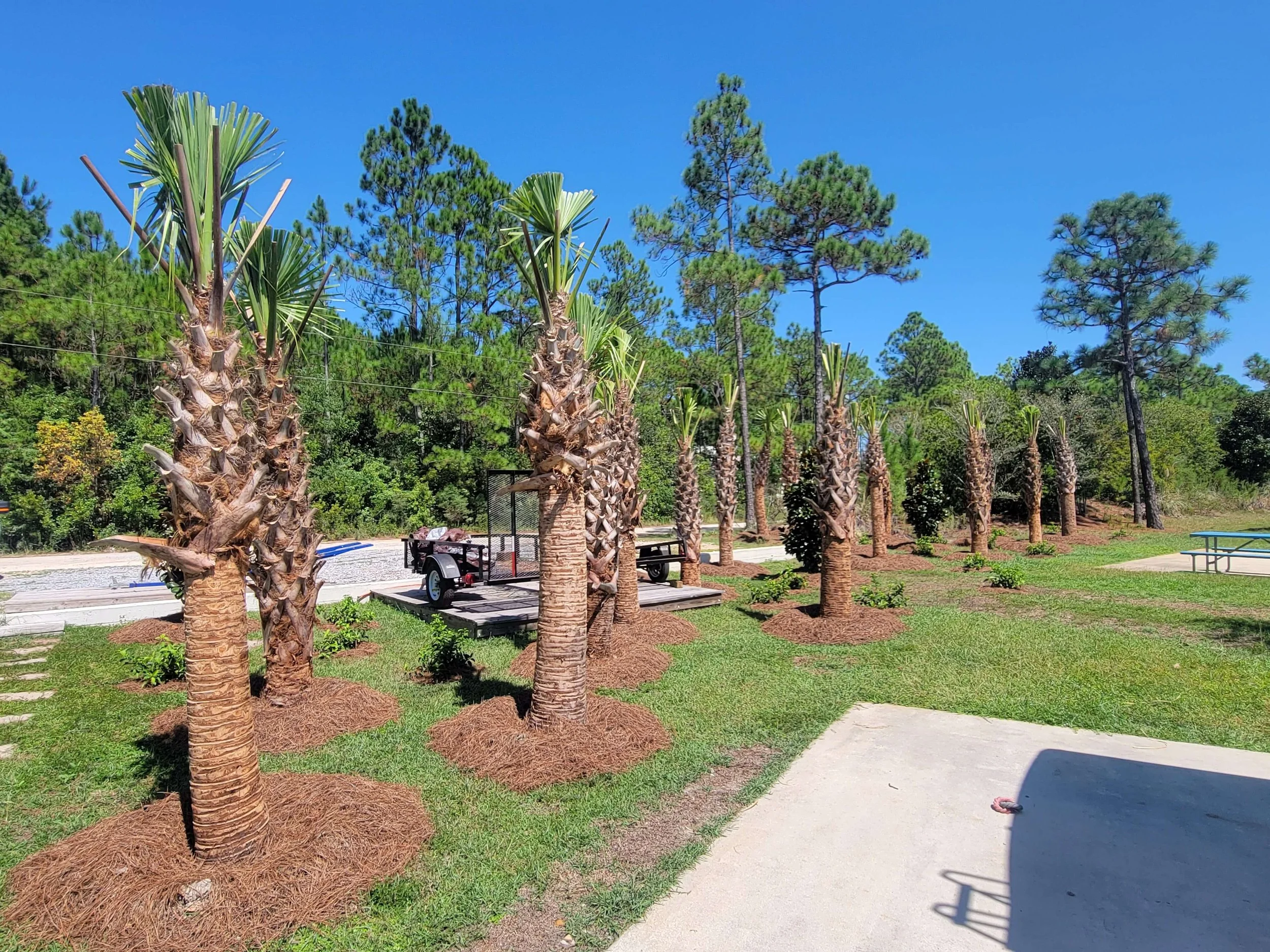 A row of palm trees planted in a park under a clear blue sky, with a trailer and some benches visible in the background.