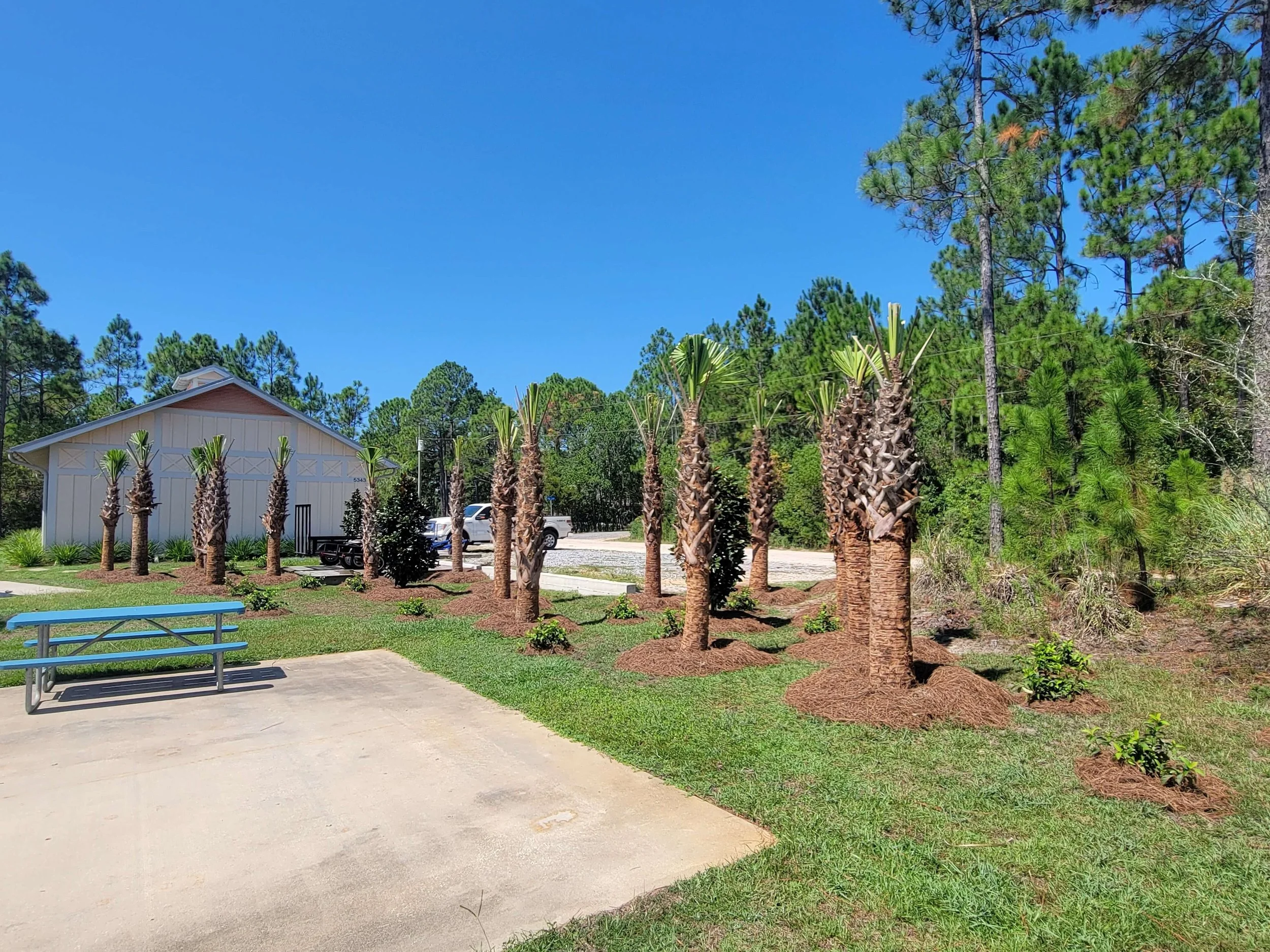 Line of planted palm trees with mulch, a small blue picnic table, a white building, parked cars, and trees in the background under a clear blue sky.