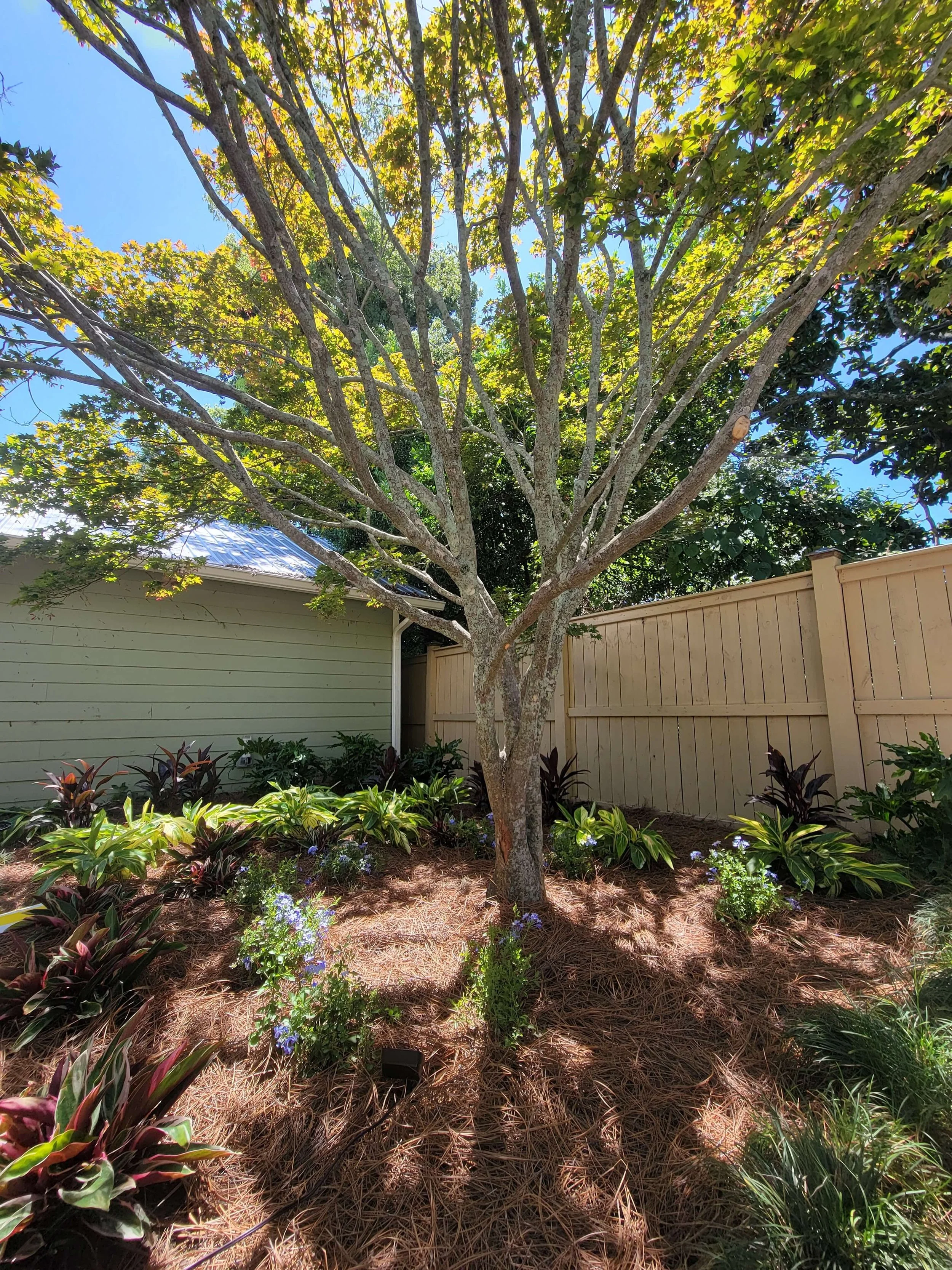 A backyard with a large tree, surrounded by smaller plants and bushes, a wooden fence, and a house with a green exterior wall and a metal roof.