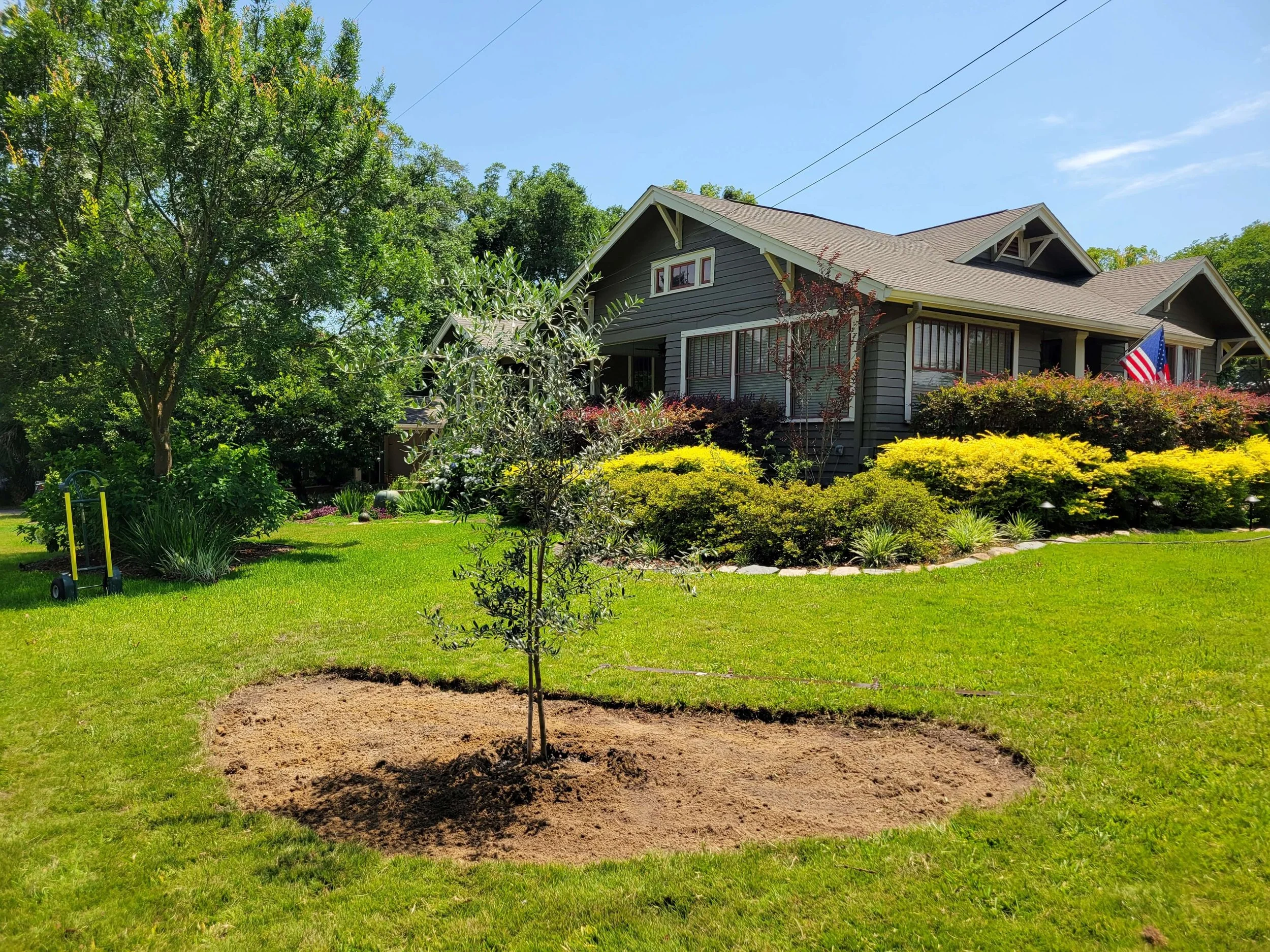 Front yard of a house with a newly planted small tree in a circular patch of soil, surrounded by well-kept green grass, bushes, trees, and an American flag near the house, with a clear blue sky above.