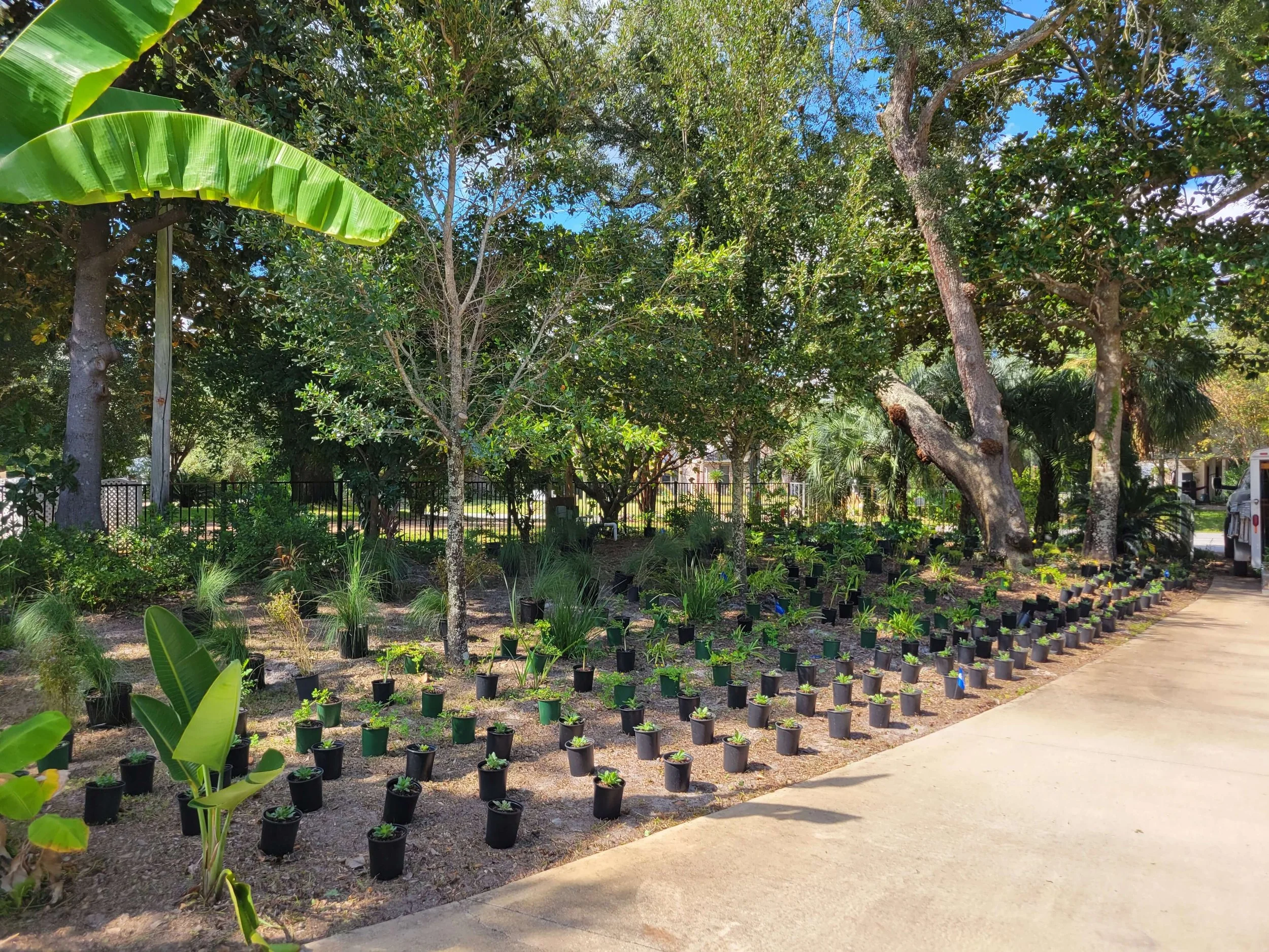 Rows of potted plants along a sidewalk in a garden with trees, under a partly cloudy sky.