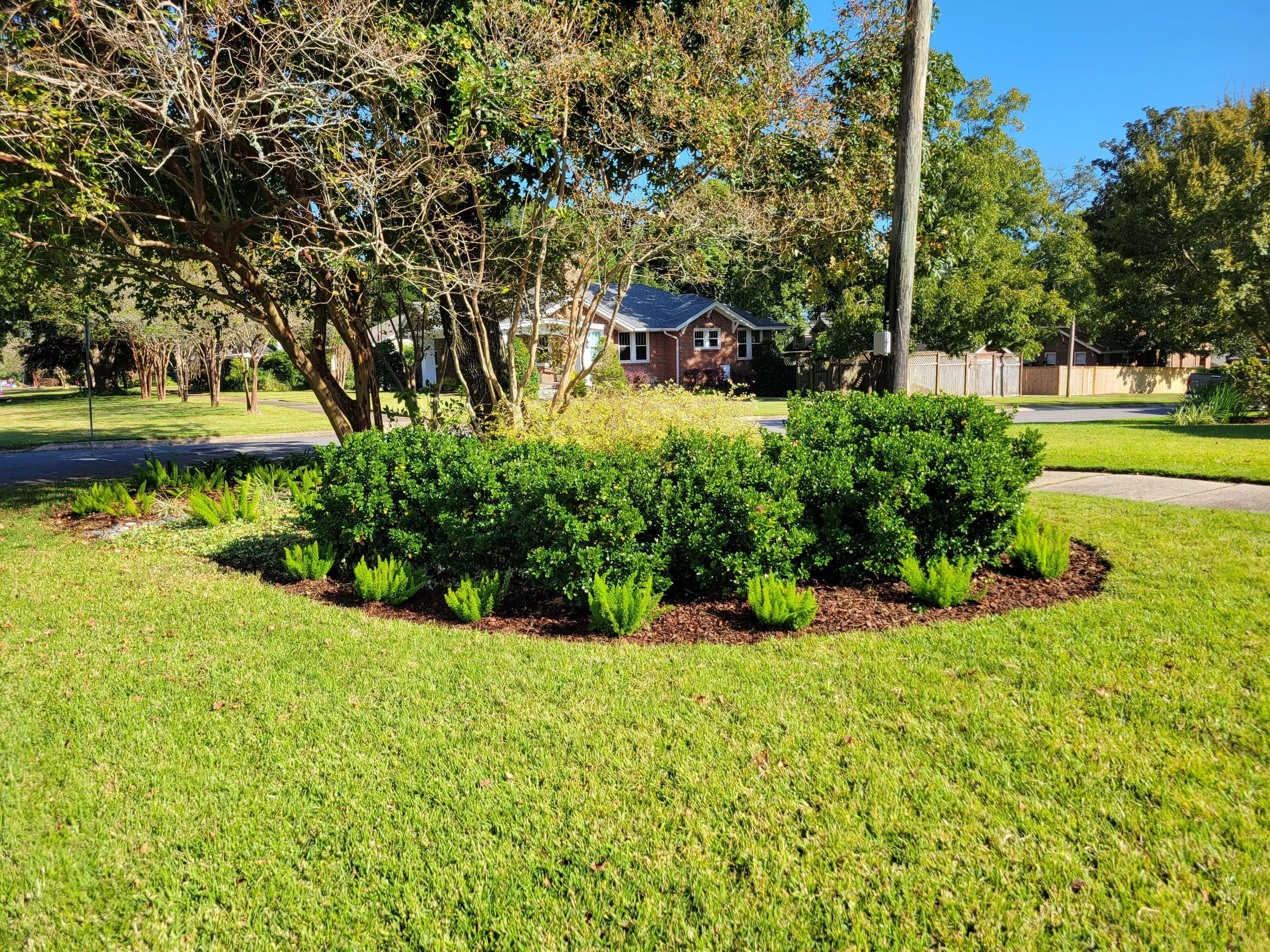 A landscaped yard with a curved garden bed filled with small green shrubs and plants, surrounded by a well-maintained green lawn, with a few trees and a house in the background on a sunny day.