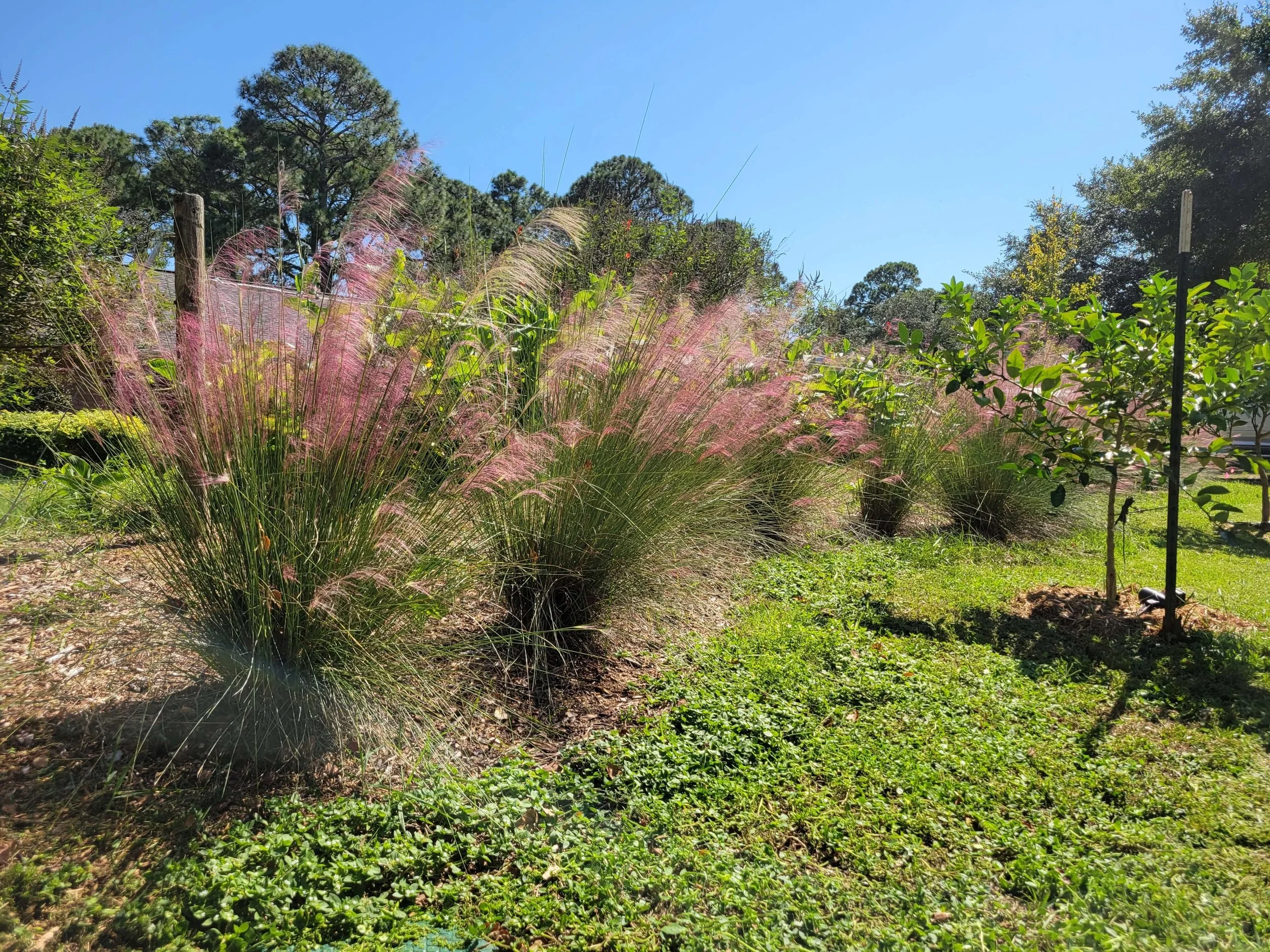 A garden with pink ornamental grasses, green shrubs, and trees under a clear blue sky.