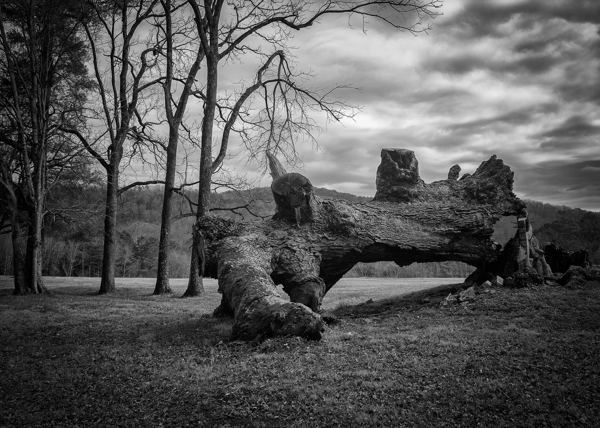 Fallen Giant