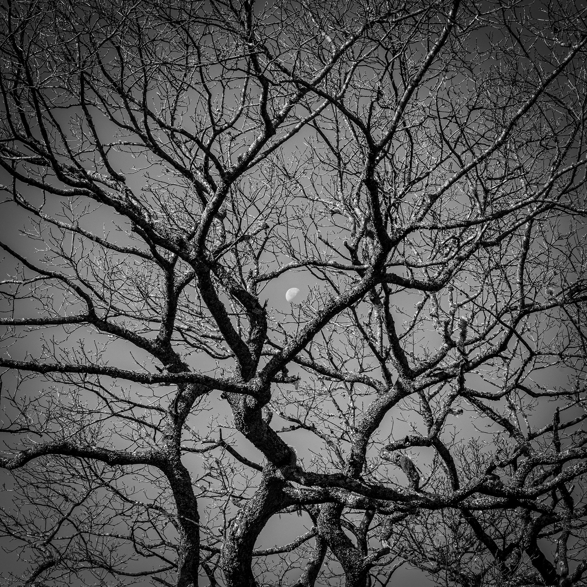 Moon Tree