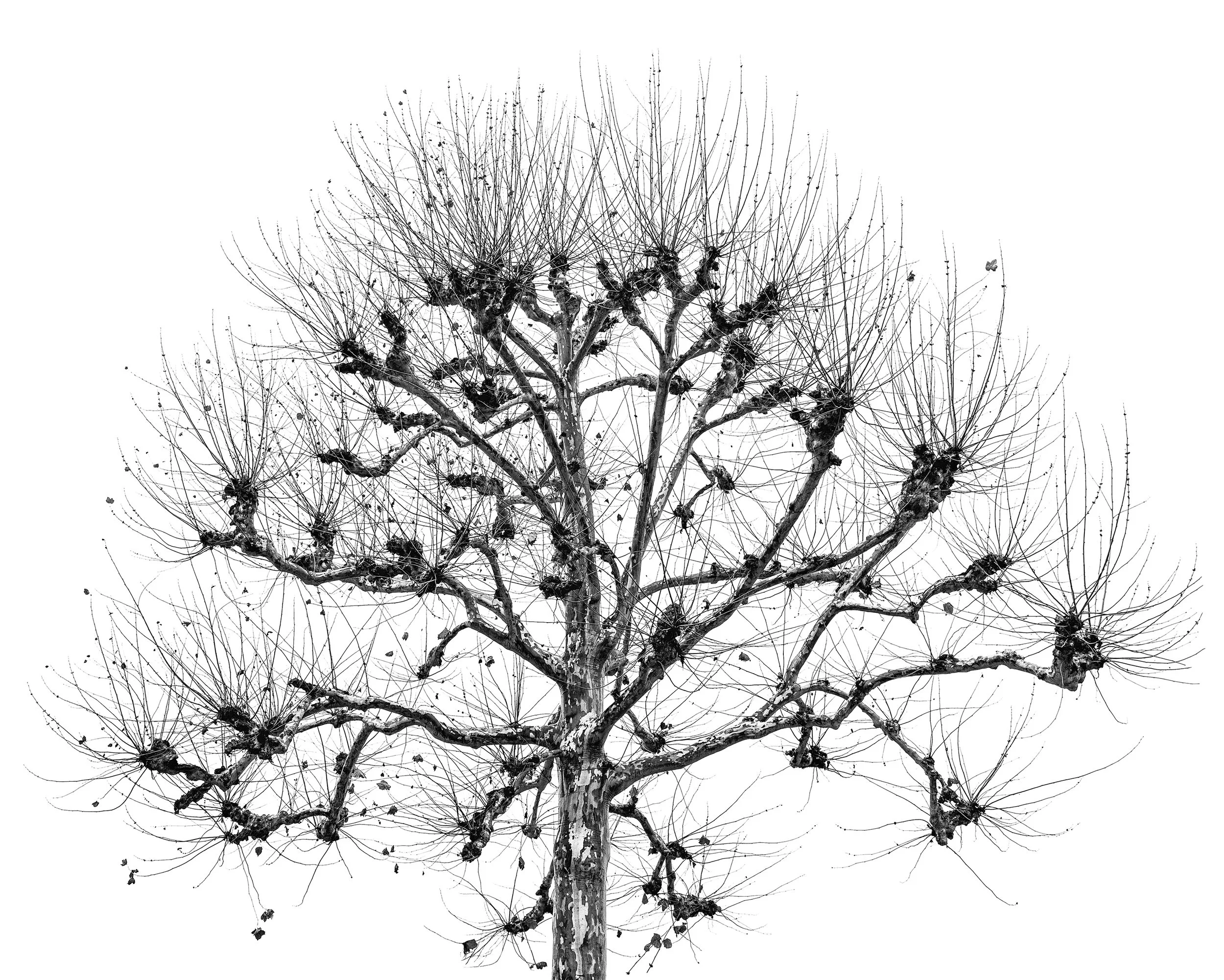 American Sycamore