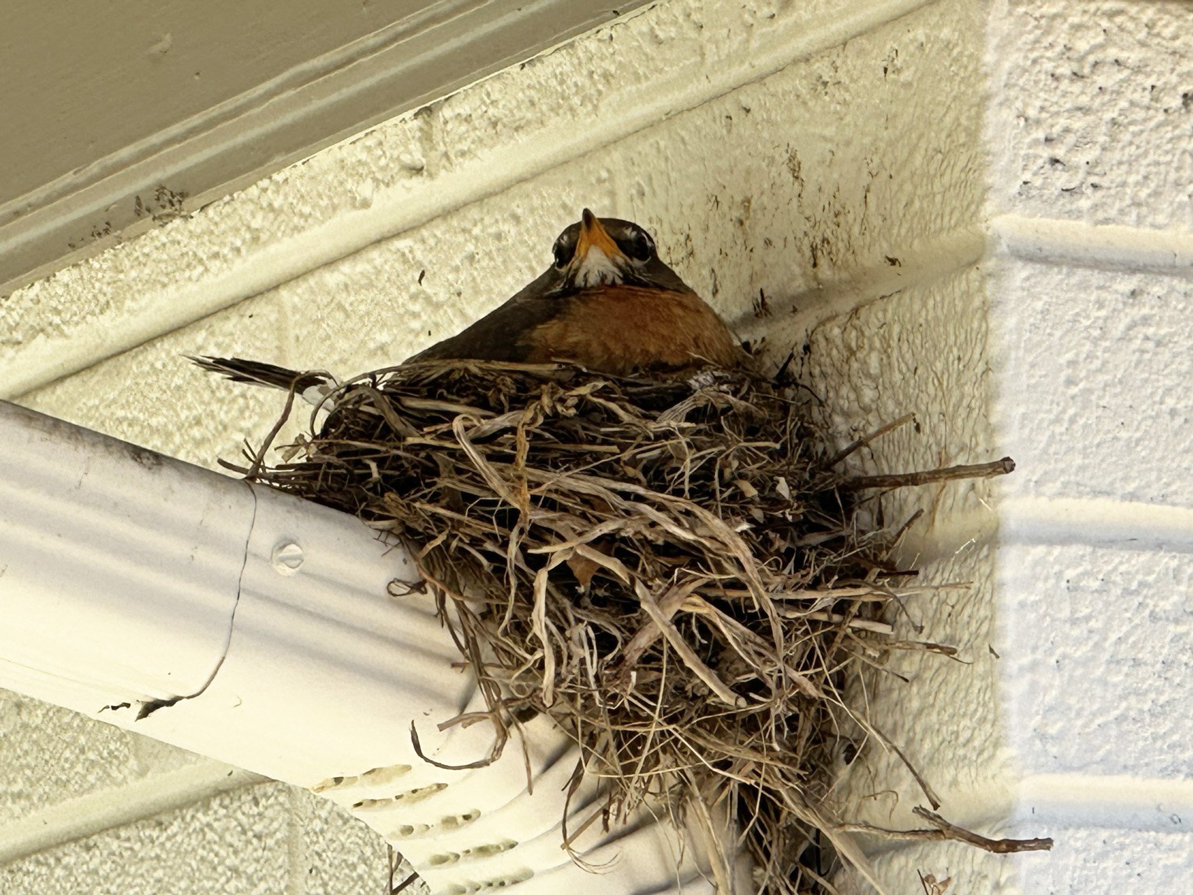 In search of a nest?