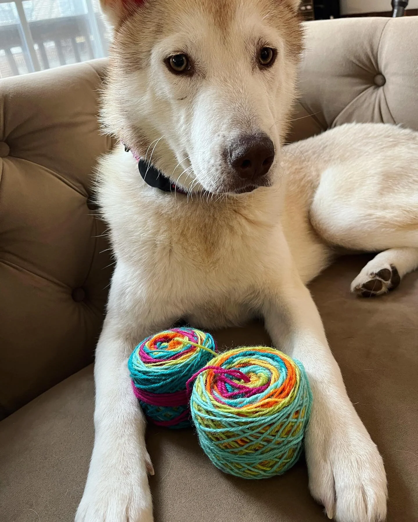&ldquo;Are you SURE I&rsquo;m allowed to hold these, Mom? Damien says we&rsquo;re not allowed to touch your #yarn!&rdquo;

Followed by the #StinkEye. 🤣😅

Preceded by Damien saying &ldquo;F*@k this,&rdquo; as I tried to get him to pose with my split