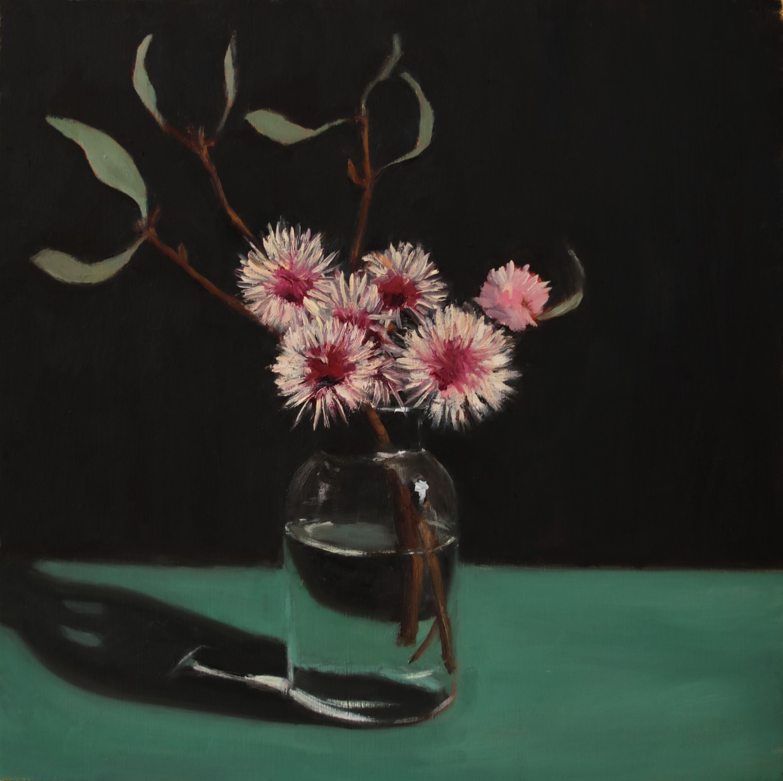 Hakea no. 1