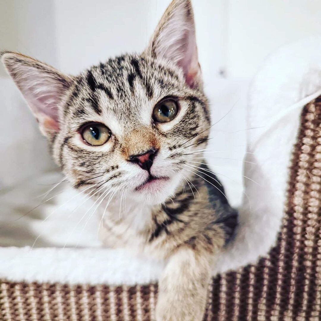 **ADORABLE ADOPTABLE OF THE DAY!!**

Meet Gaia! 🧡 A girl kitten of the earth with a personality that is out of this world! This adorable tabby with orange patches and mittens has the softest fur and the sweetest face. Gaia and her siblings came from