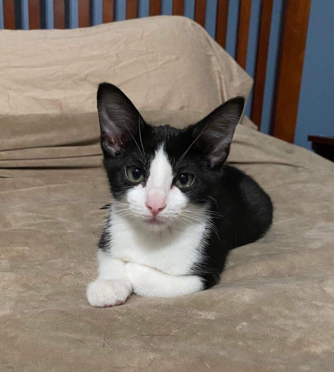 **ADORABLE ADOPTABLE OF THE DAY!!**

Meet Marcus! 💙 Marcus is outgoing little guy who loves to play with tiny mice toys and he's always ready for a wrestling throwdown with his siblings.

If you are interested in meeting Marcus, please fill out an a