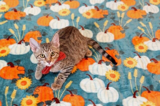 Granite is a 4 month old male kitten who has THE BEST polka dots on his belly.  He enjoys his scratching post and crinkle toys.  He gets along well with other cats and does not mind cat friendly dogs.  He has a very sweet disposition and this hilario